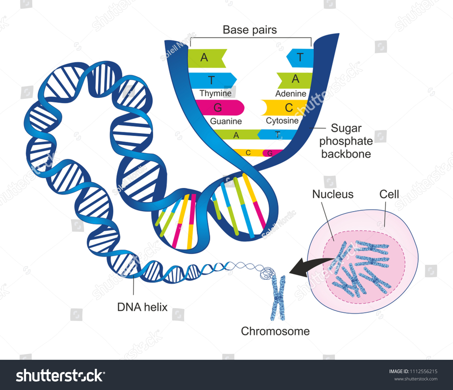 Schematic Illustration Shows Structure Double Stranded Stock ...