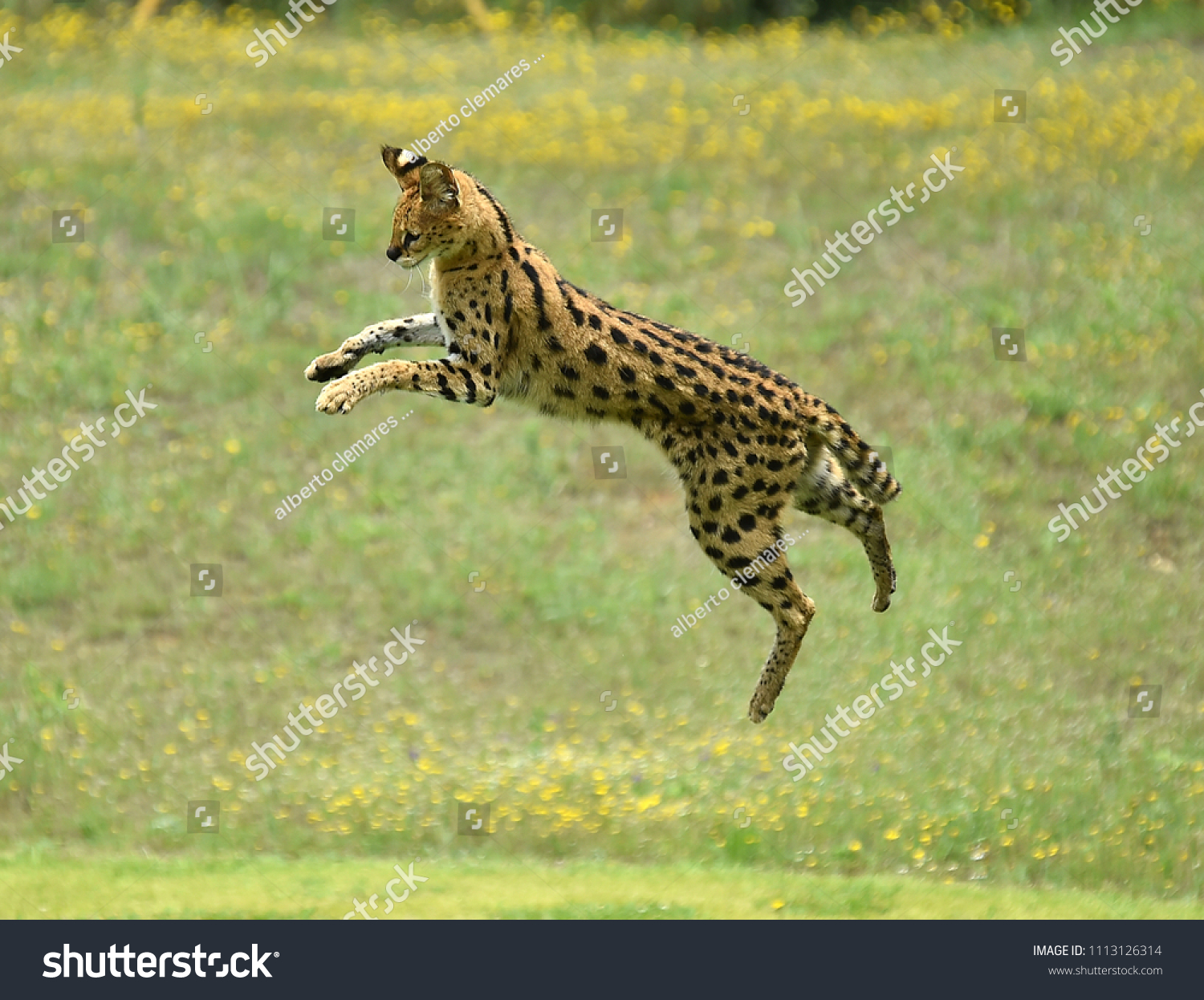 serval jumping for bird