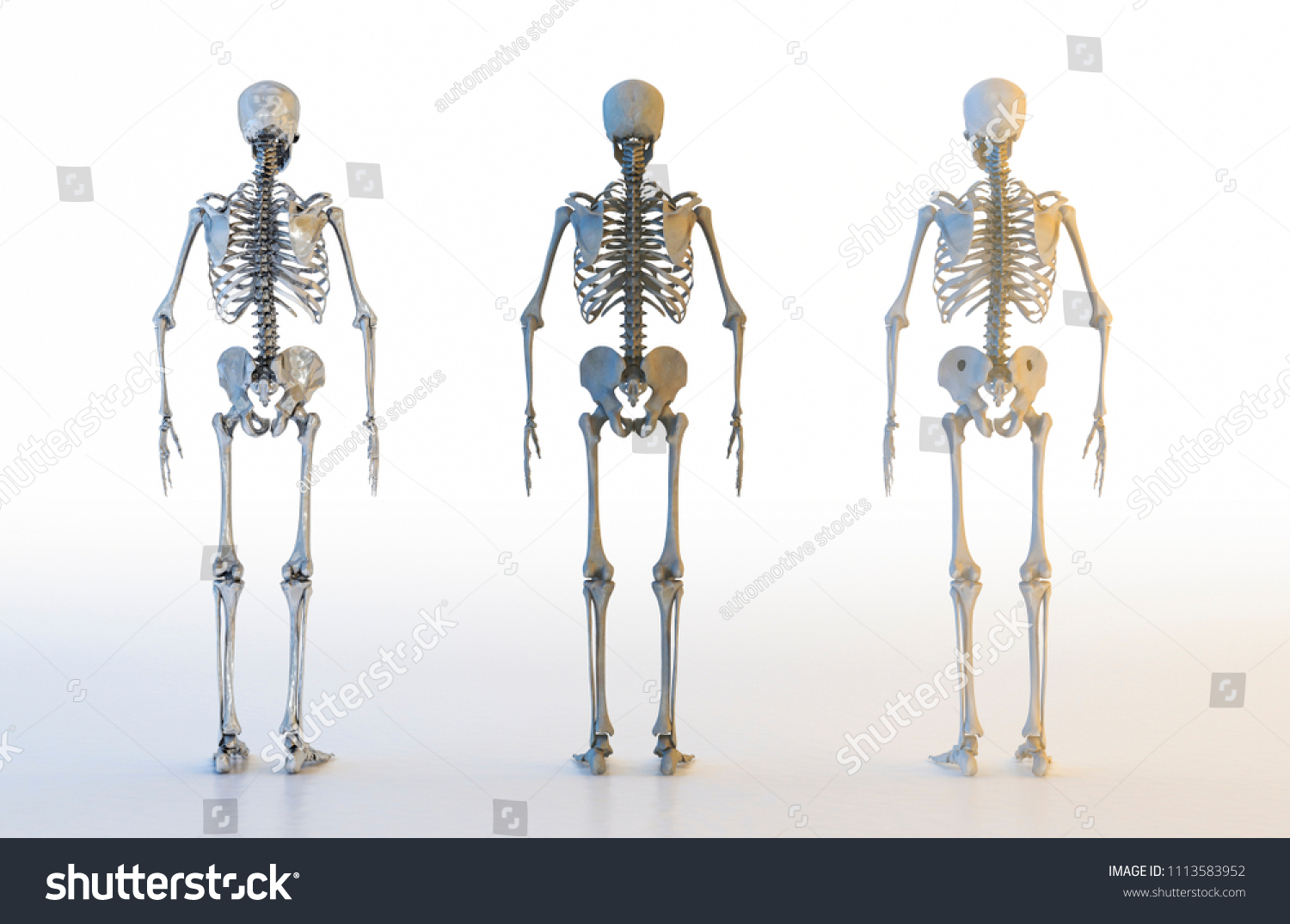 Human Skeleton Set Isolated On White Stock Illustration 1113583952 ...