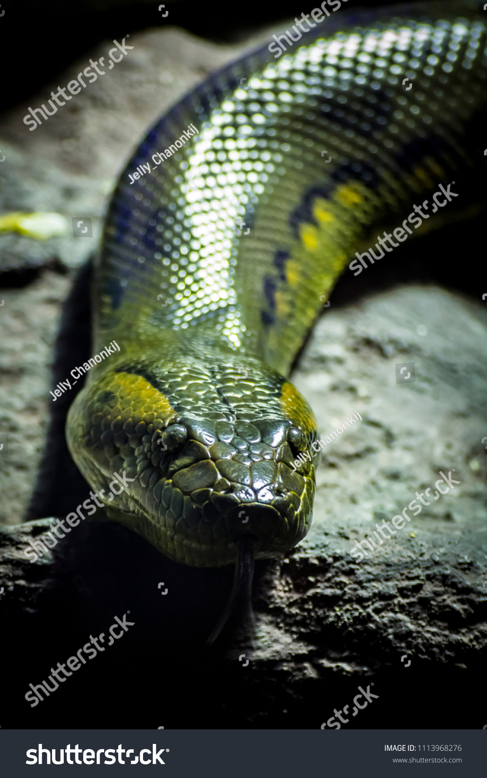 Head Green Anaconda Eunectes Murinus Snake Stock Photo 1113968276 ...