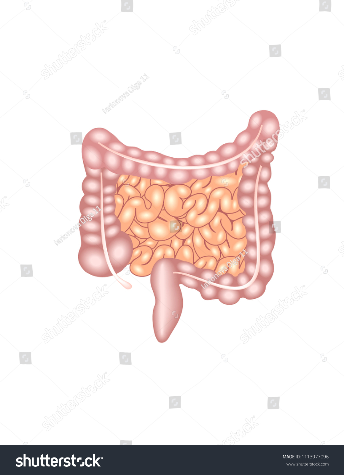 Human Digestive System Intestines Stock Vector (Royalty Free ...