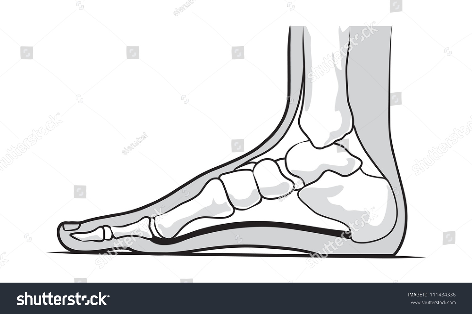 Скелет лодыжки человека. Подометрия стопы это. Как изобразить фут. Foot side