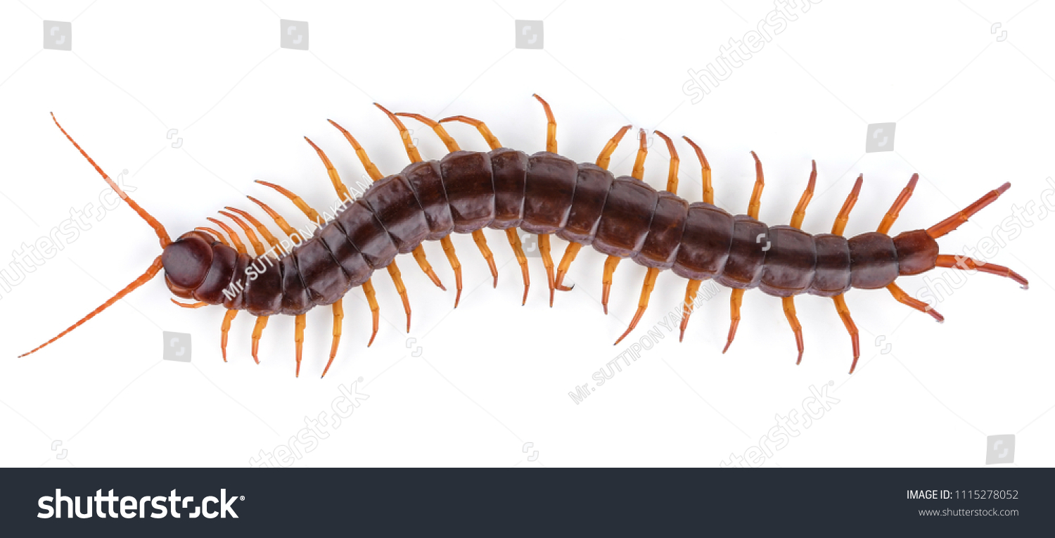 Centipede Isolated On White Background Stock Photo 1115278052 ...