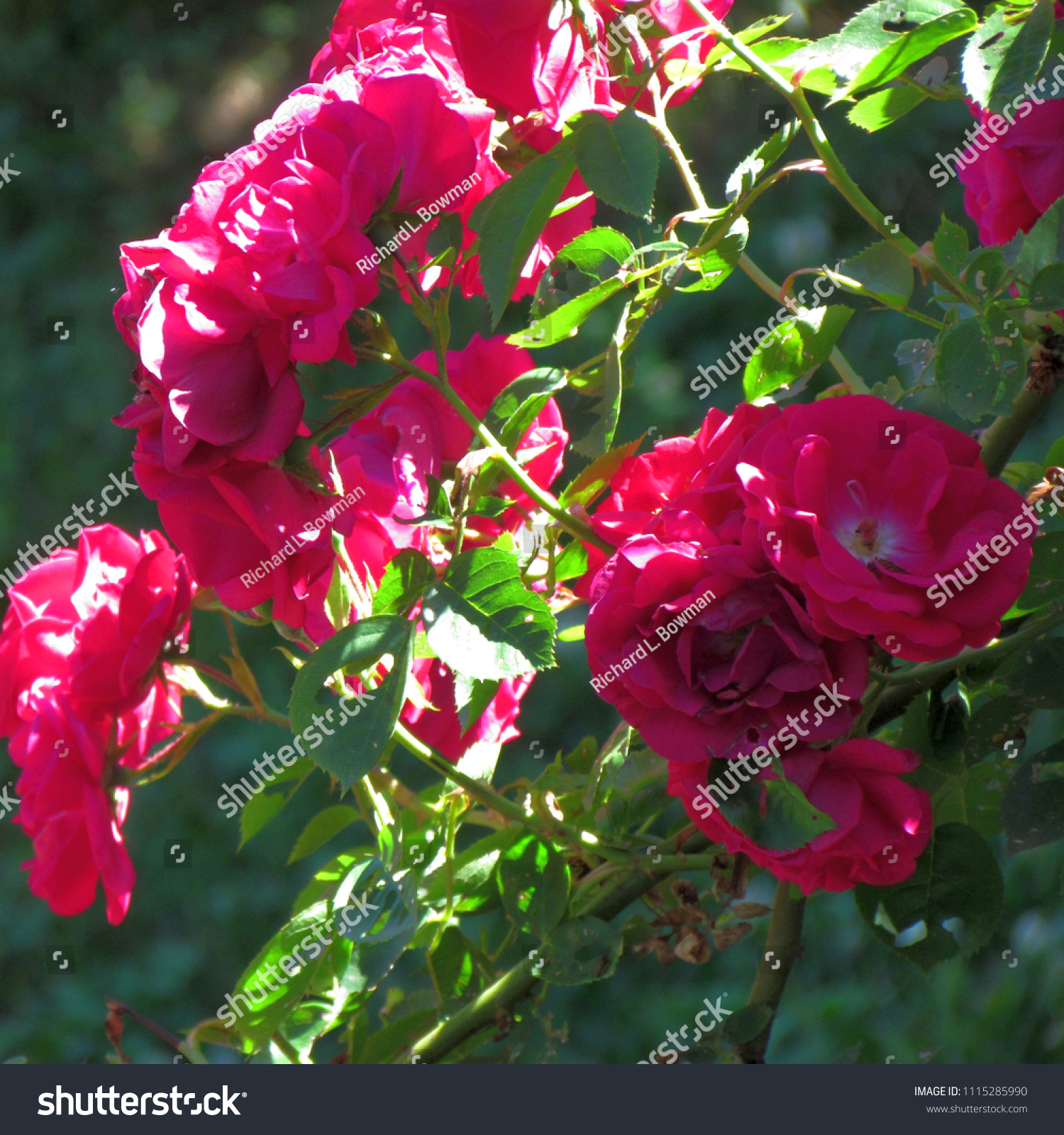 dark red blaze climbing rose