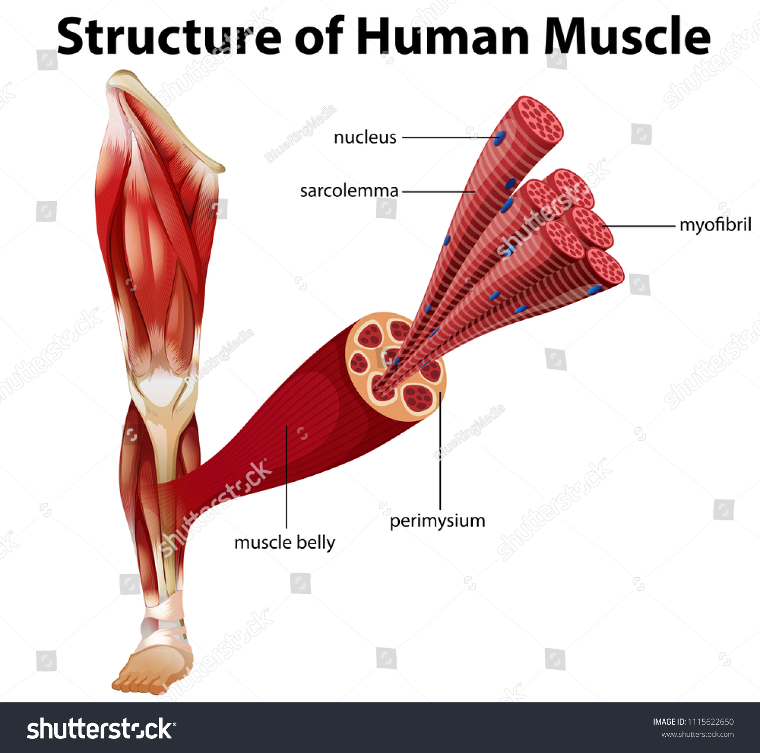 Structure Human Muscle Illustration Stock Vector (Royalty Free ...