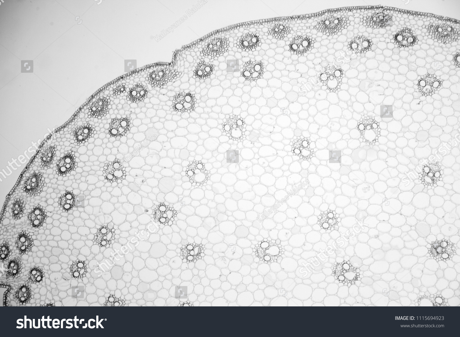 Cross Section Monocotyledon Stem Under Microscopy Stock Photo ...