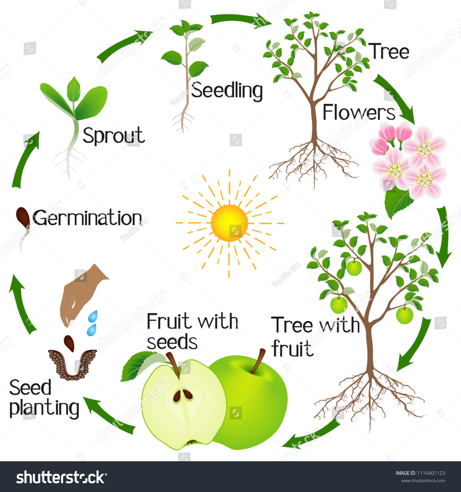 Apple Tree Life Cycle Isolated On Stock Vector (Royalty Free