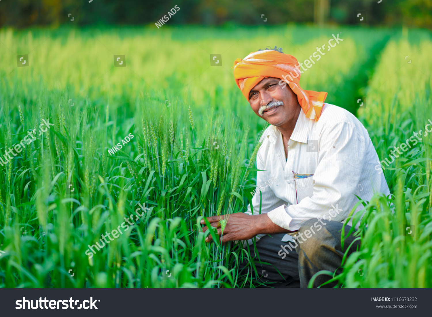 Indian Farmer Holding Crop Plant His Stock Photo 1116673232 | Shutterstock