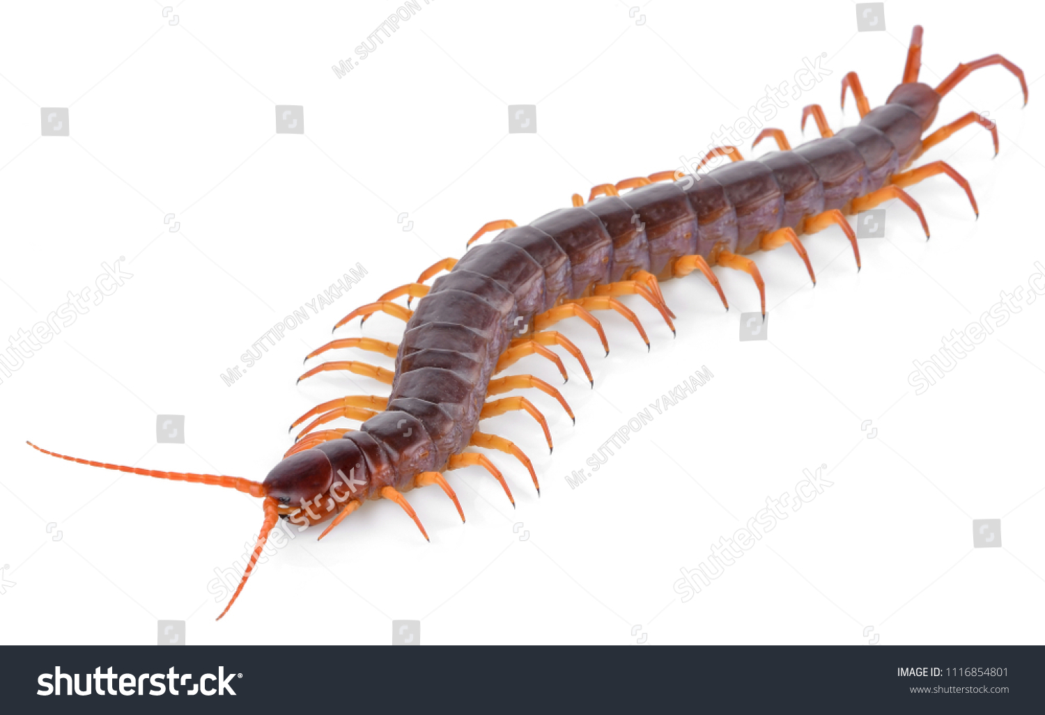 Centipede Isolated On White Background Stock Photo 1116854801 ...