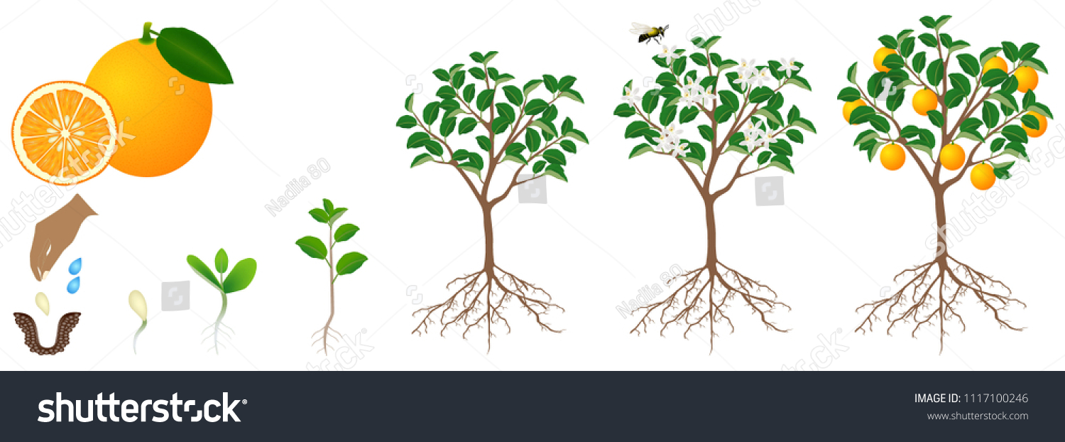 Growth Cycle Orange Plant Isolated On Stock Vector (Royalty Free ...