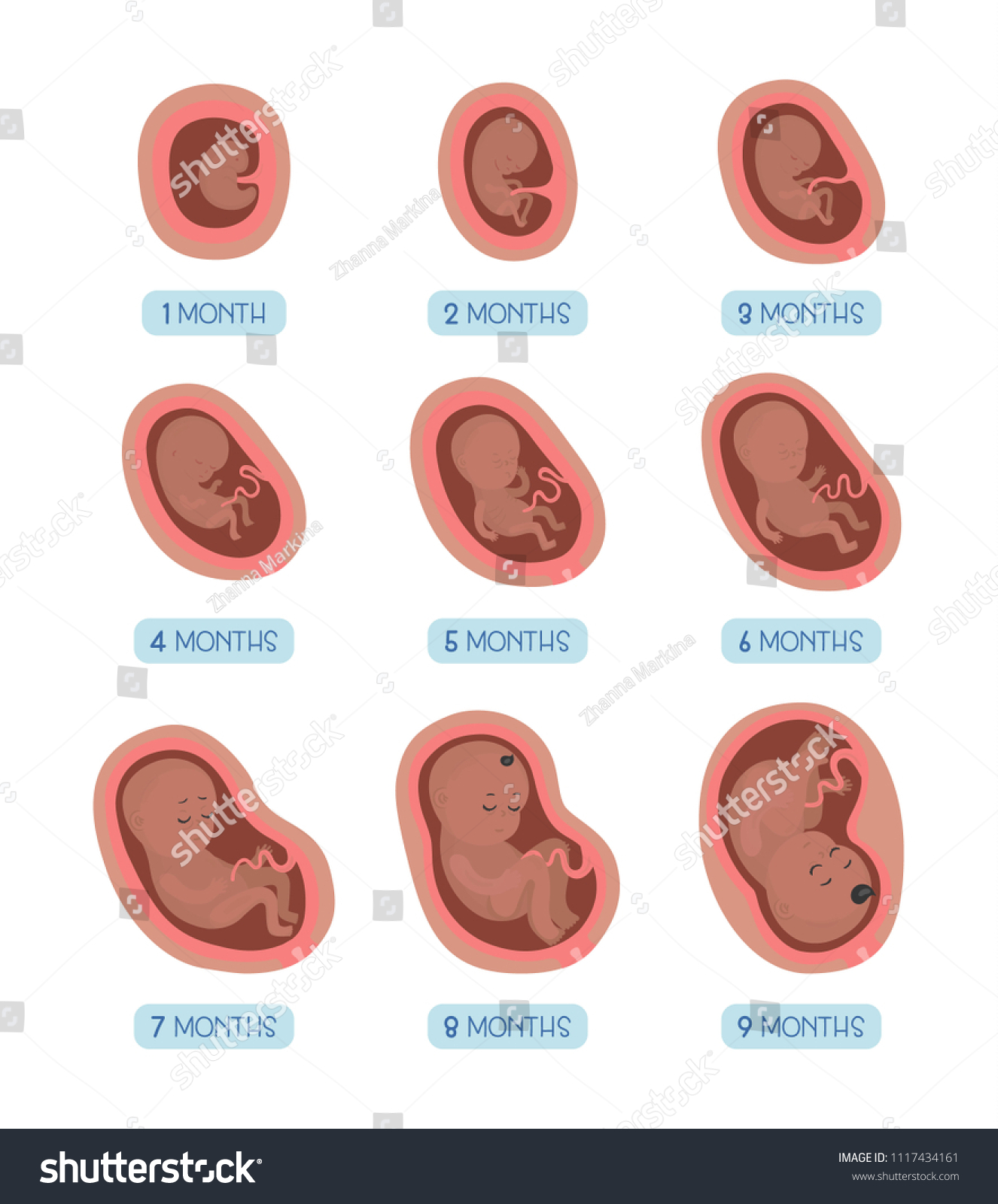 Pregnancy Month By Month Stages Embrio Stock Vector Royalty Free 1117434161 Shutterstock 3451