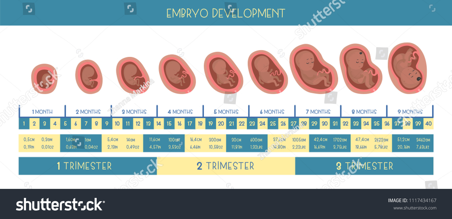 Pregnancy Month By Month Stages Embrio Stock Vector (Royalty Free ...