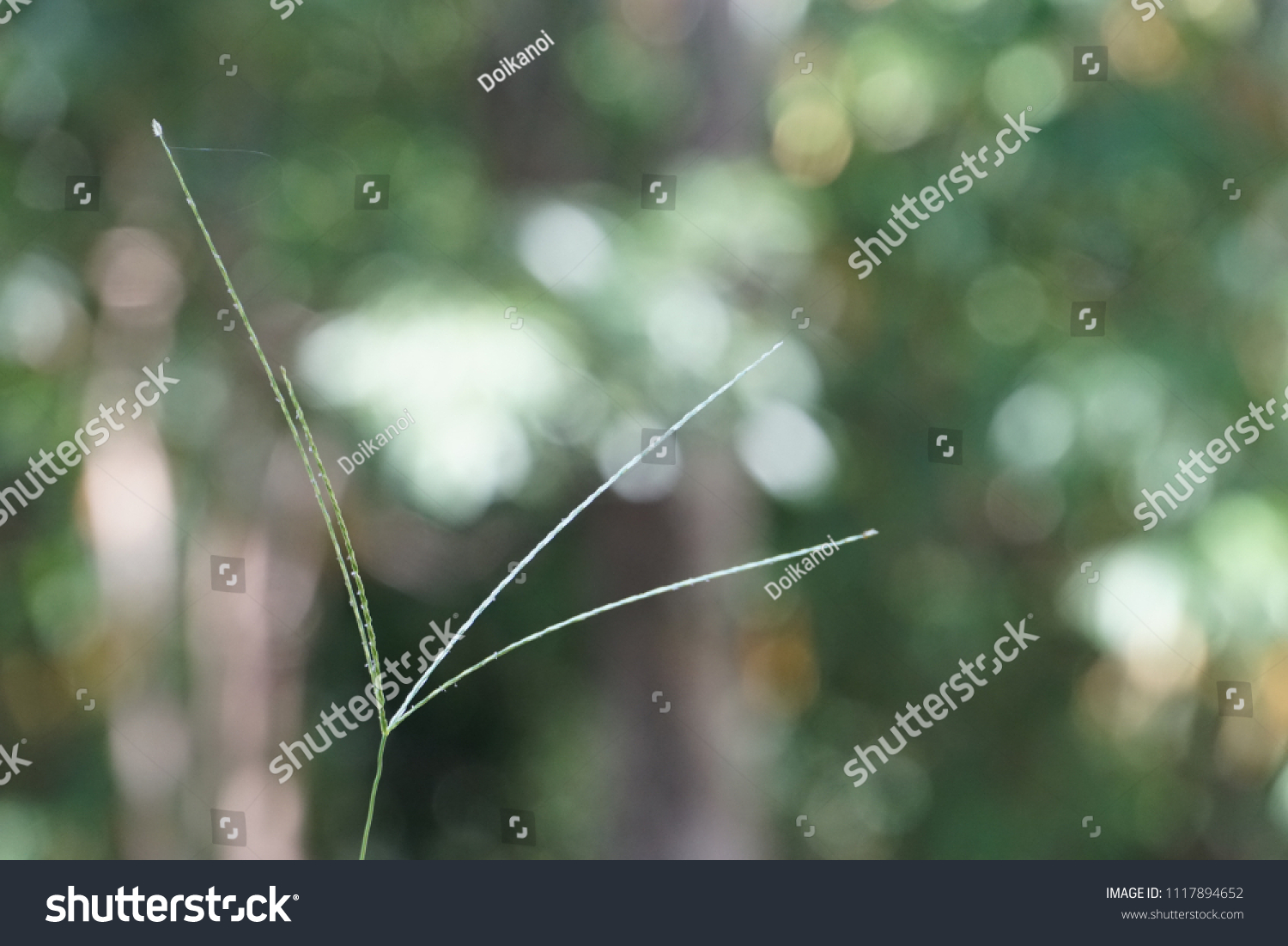 Digitgrass Pangolagrass Digitaria Eriantha Stock Photo 1117894652 ...