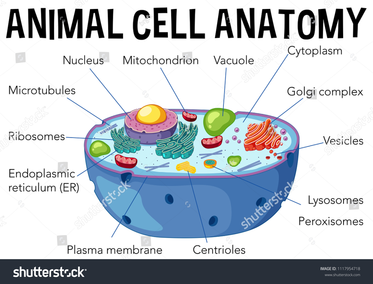 Animal Cell Anatomy Diagram Illustration Stock Vector (Royalty Free ...