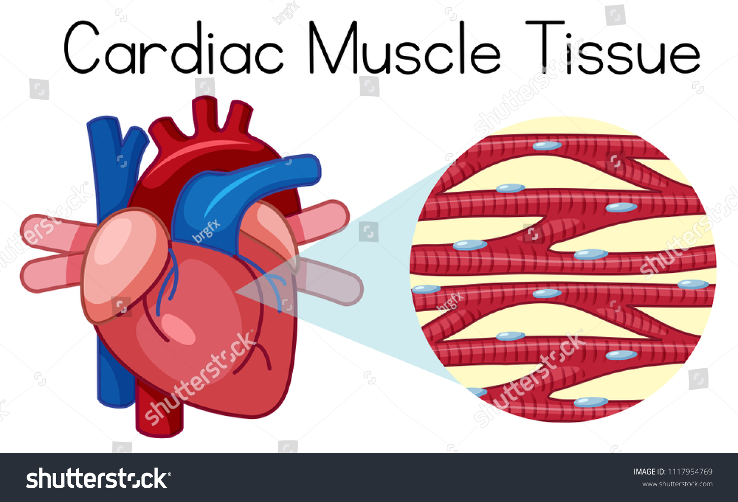 Human Cardiac Muscle Tissue Illustration Stock Vector (royalty Free 