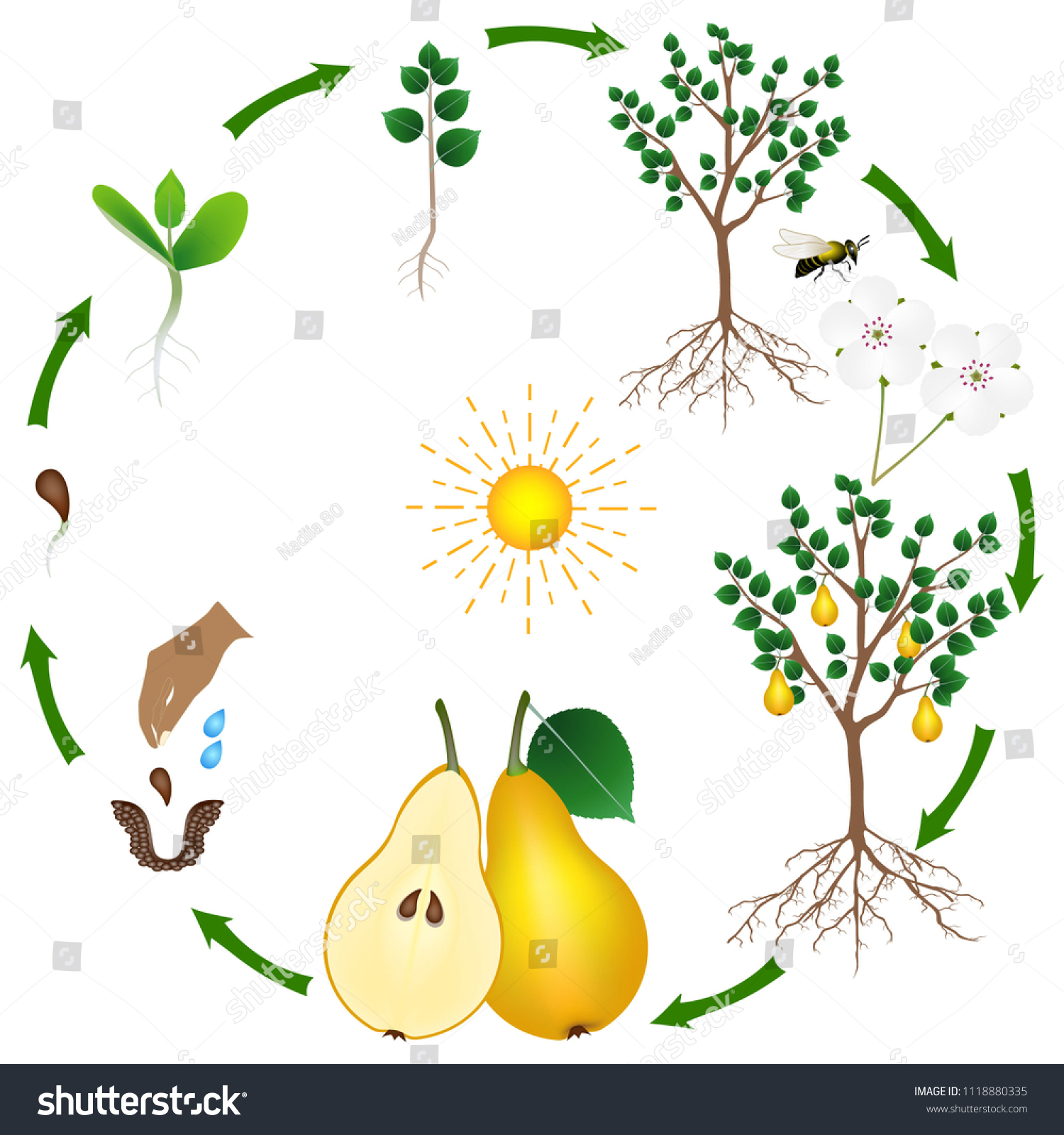 Life Cycle Pear Tree On White Stock Vector (Royalty Free) 1118880335 ...