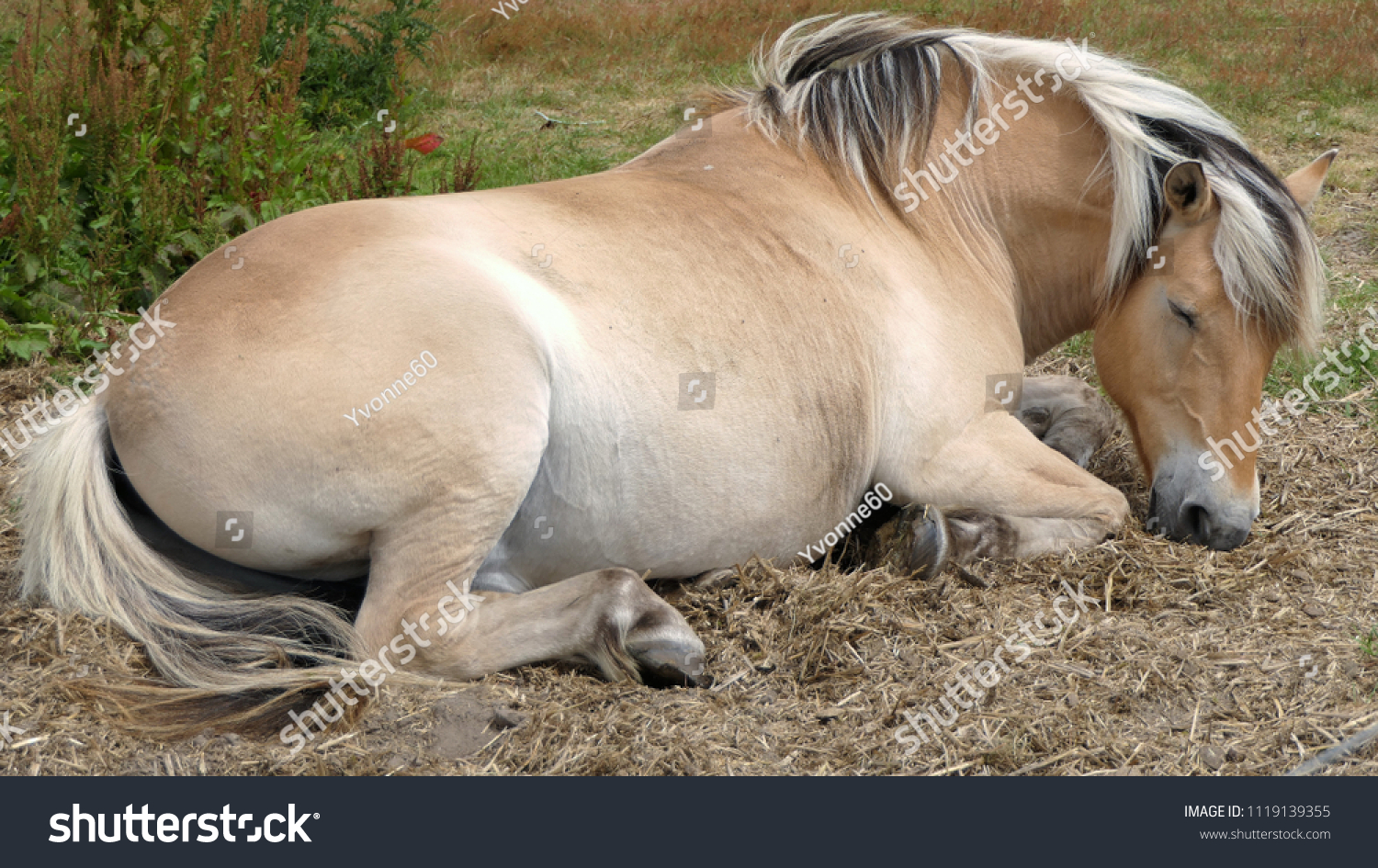 Лошадь спит на земле