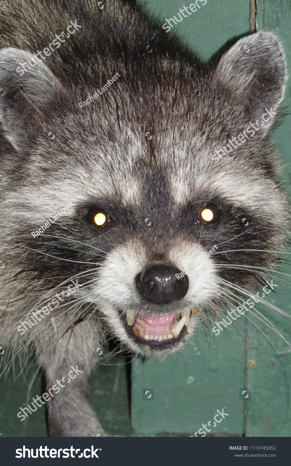 raccoon stealing cat food voice over