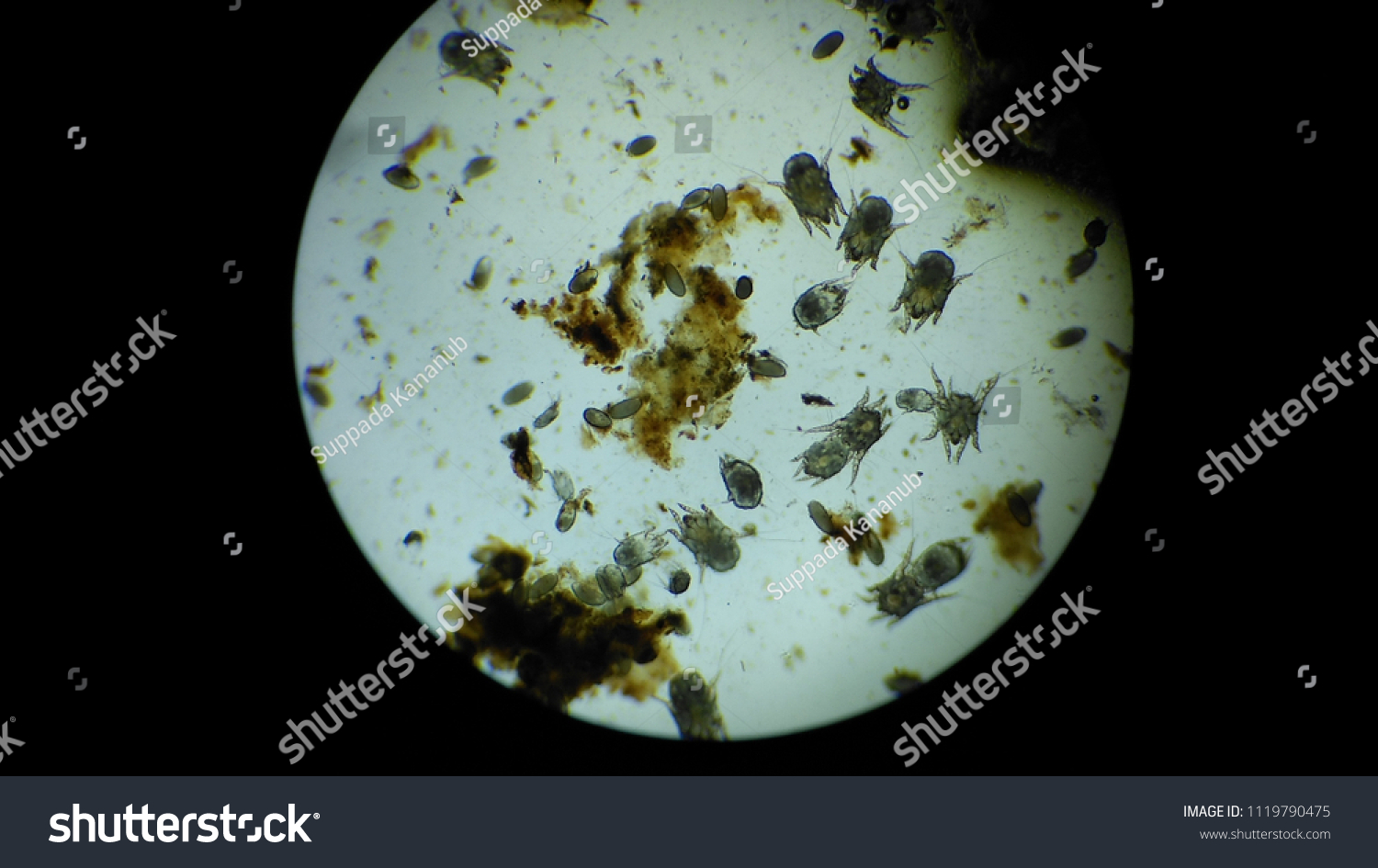 does a ear mite in dogs look like