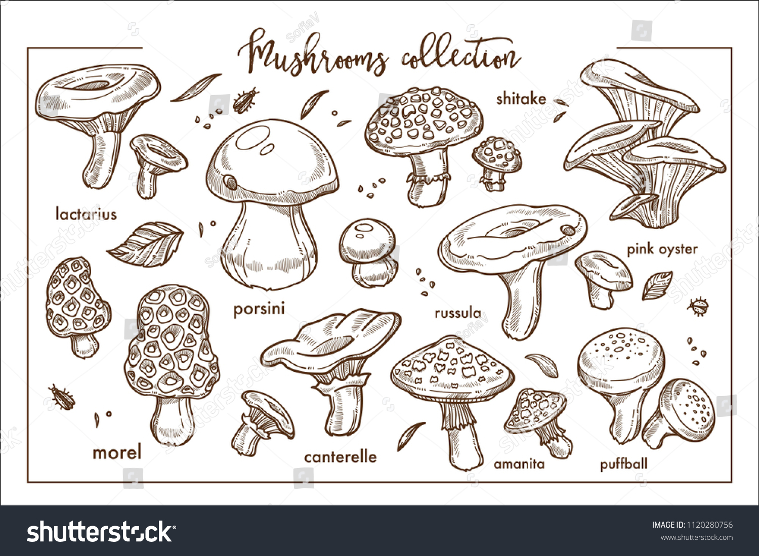 Съедобные и несъедобные грибы черно белые
