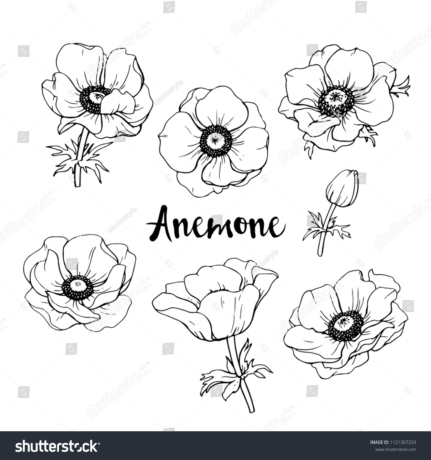 Ink Pencil Leaves Flowers Anemone Isolate Stock Vector (Royalty Free ...