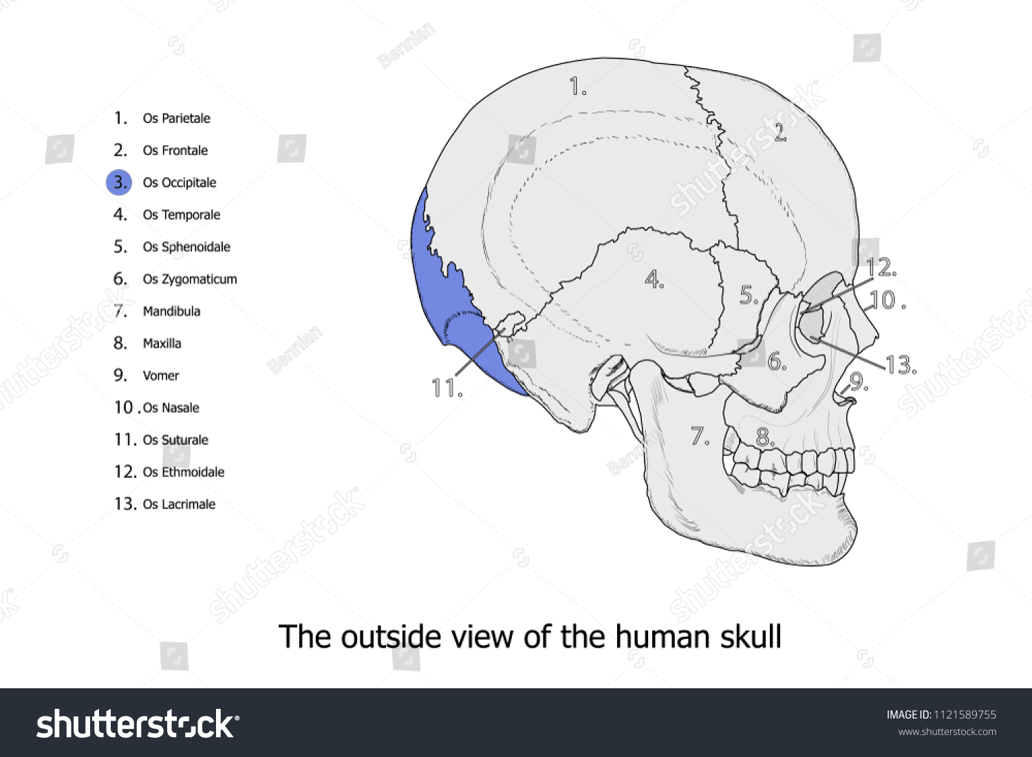 Os Occipitale Colored Dark Purple Anatomy Stock Vector Royalty Free 1121589755 Shutterstock 1673