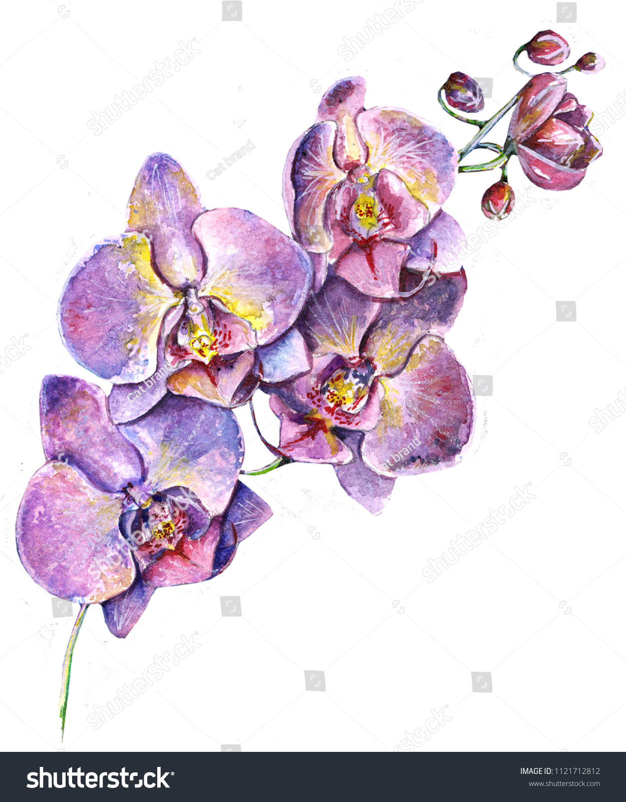 watercolor purple orchids