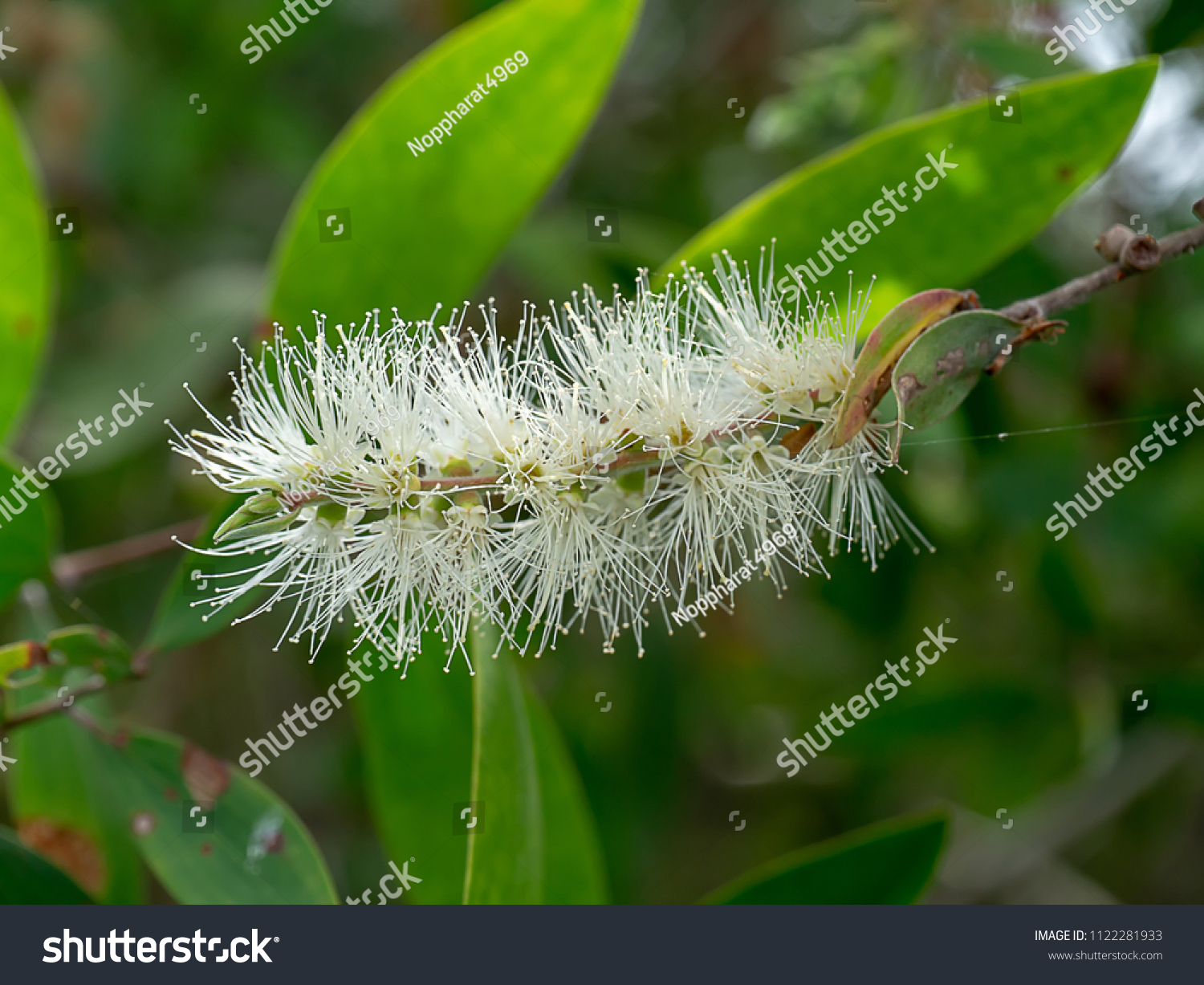 Close White Flower Cajuput Tree Milk Stock Photo 1122281933 | Shutterstock