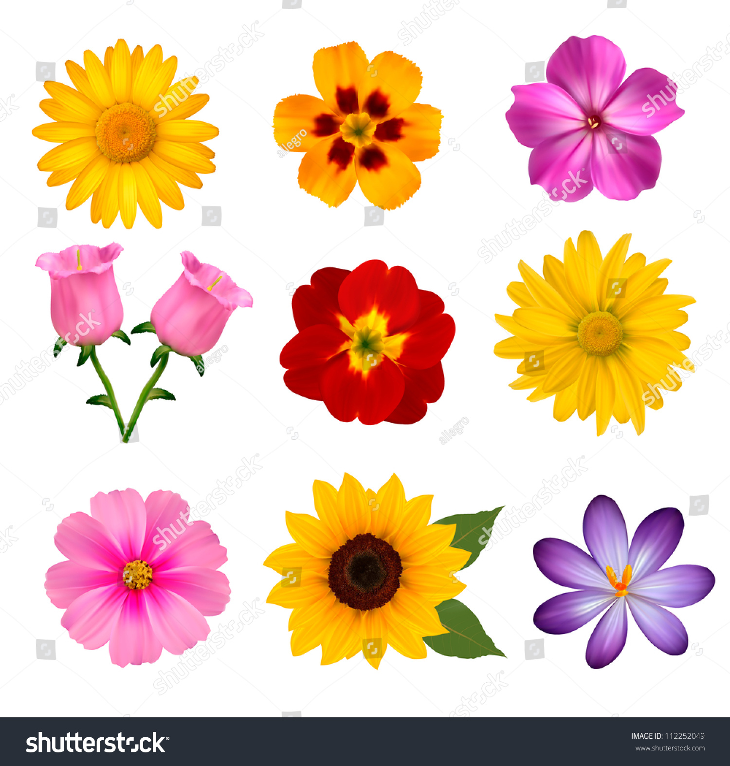 Big Set Beautiful Colorful Flowers Vector Stock Vector (Royalty Free ...