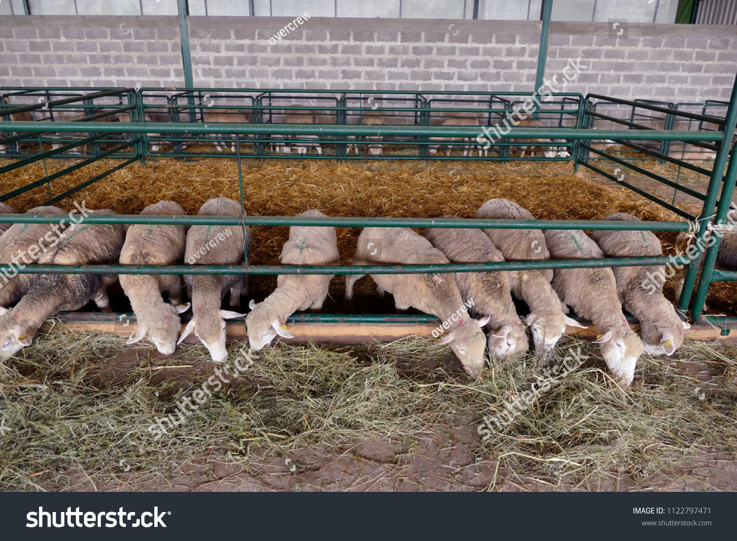 sheep barn