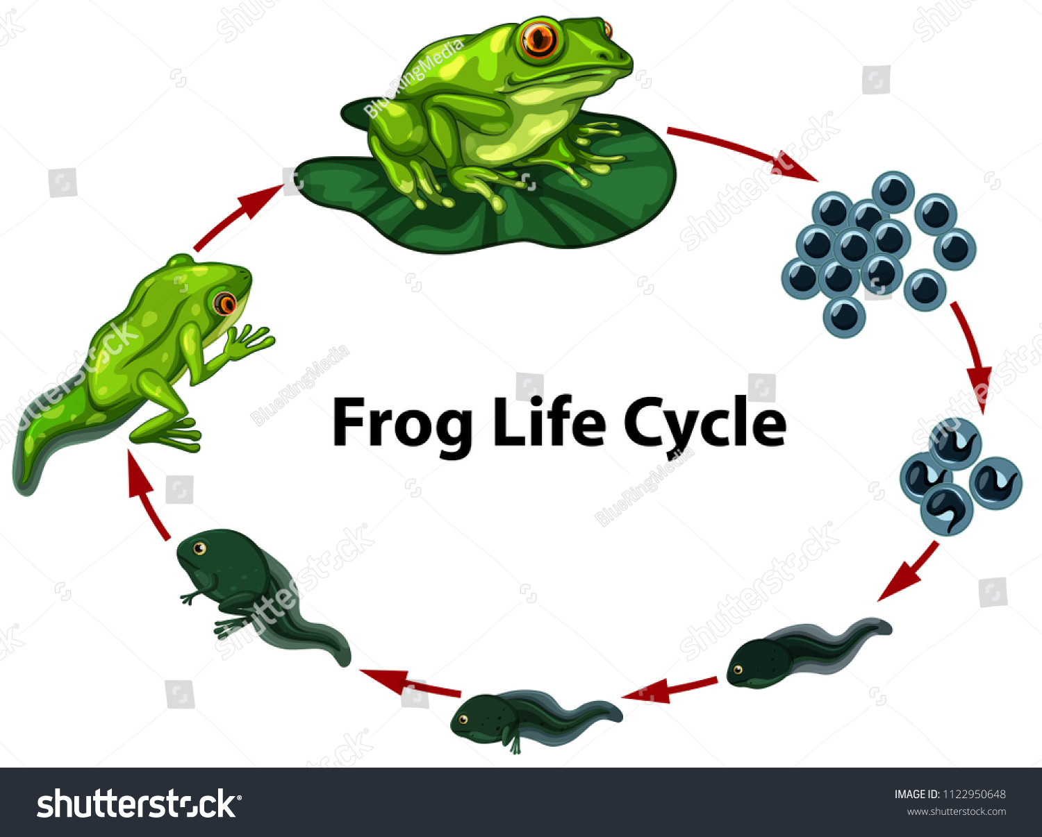 Frog Life Cycle Digram Illustration Stock Vector (Royalty Free ...