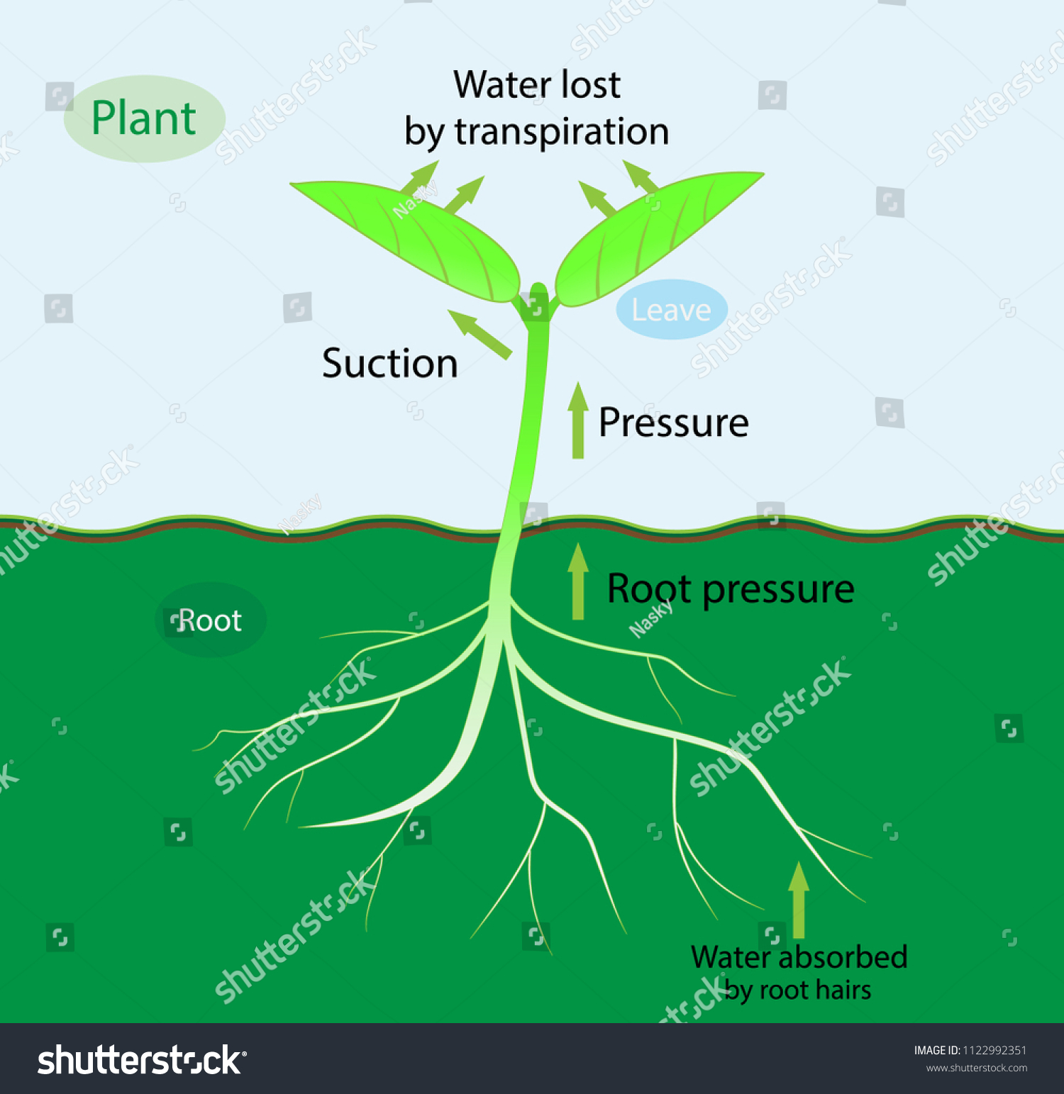 root pressure diagram