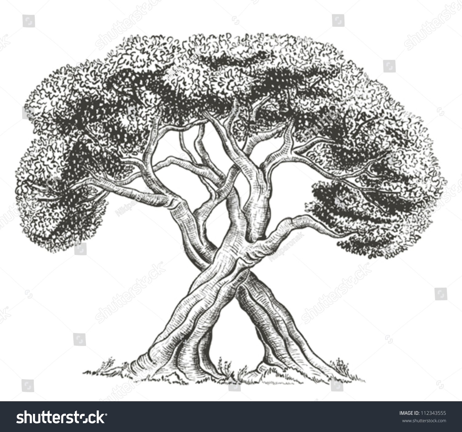 Два дерева с корнями