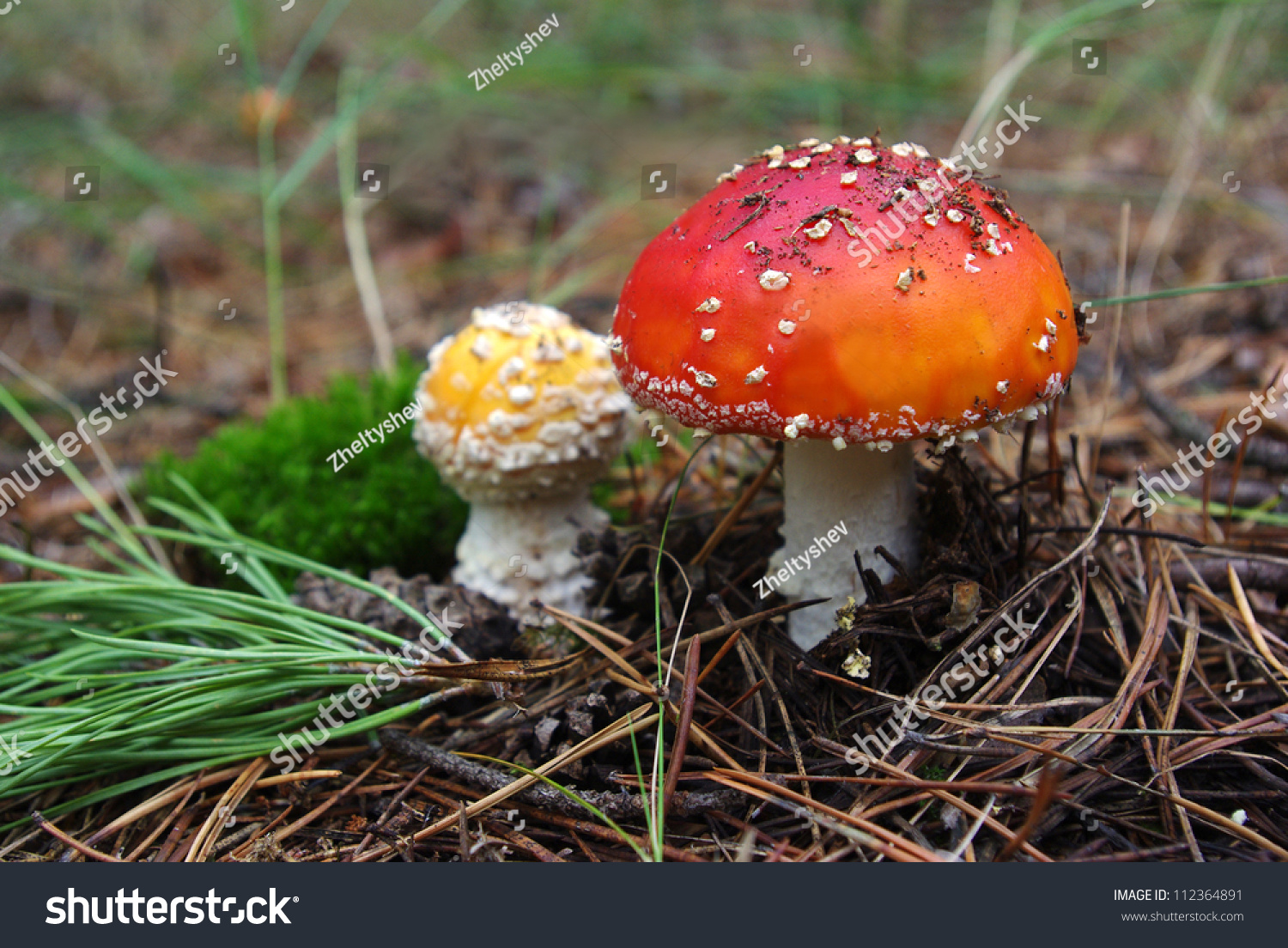 Ядовитые грибы Кубани