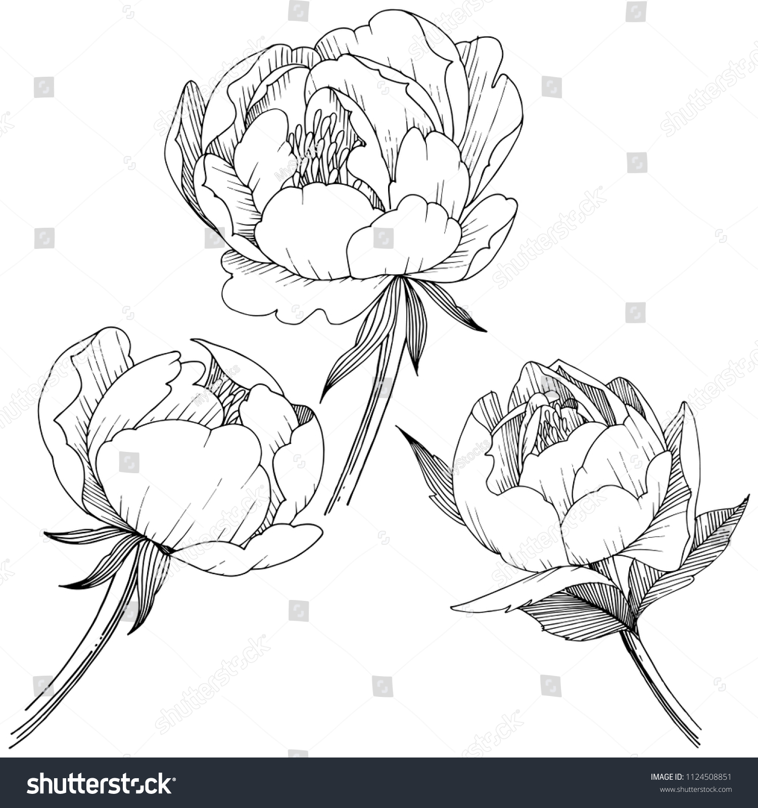 Peony Flower Vector Style Isolated Full Stock Vector (Royalty Free ...