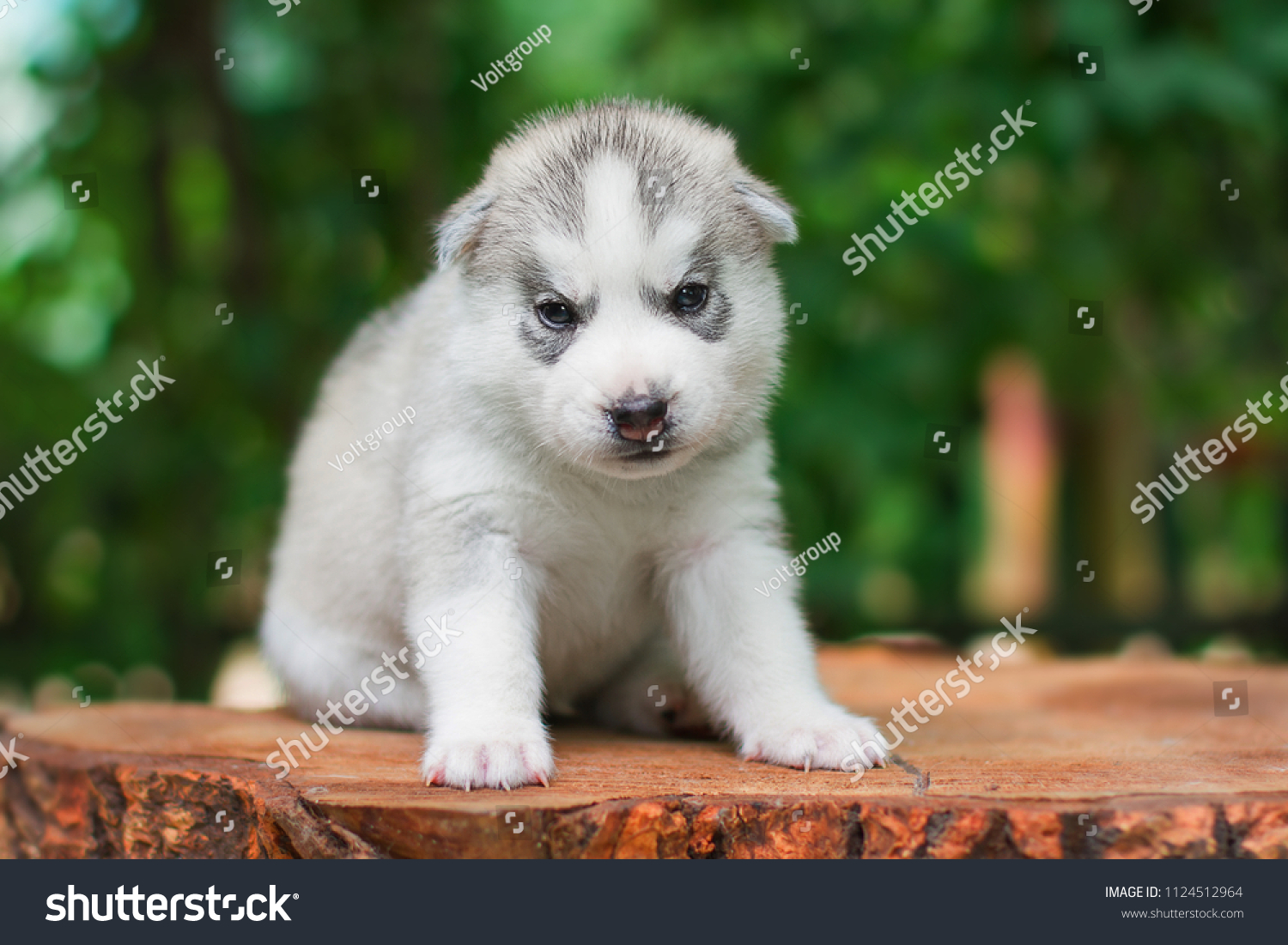 are huskies arctic animals