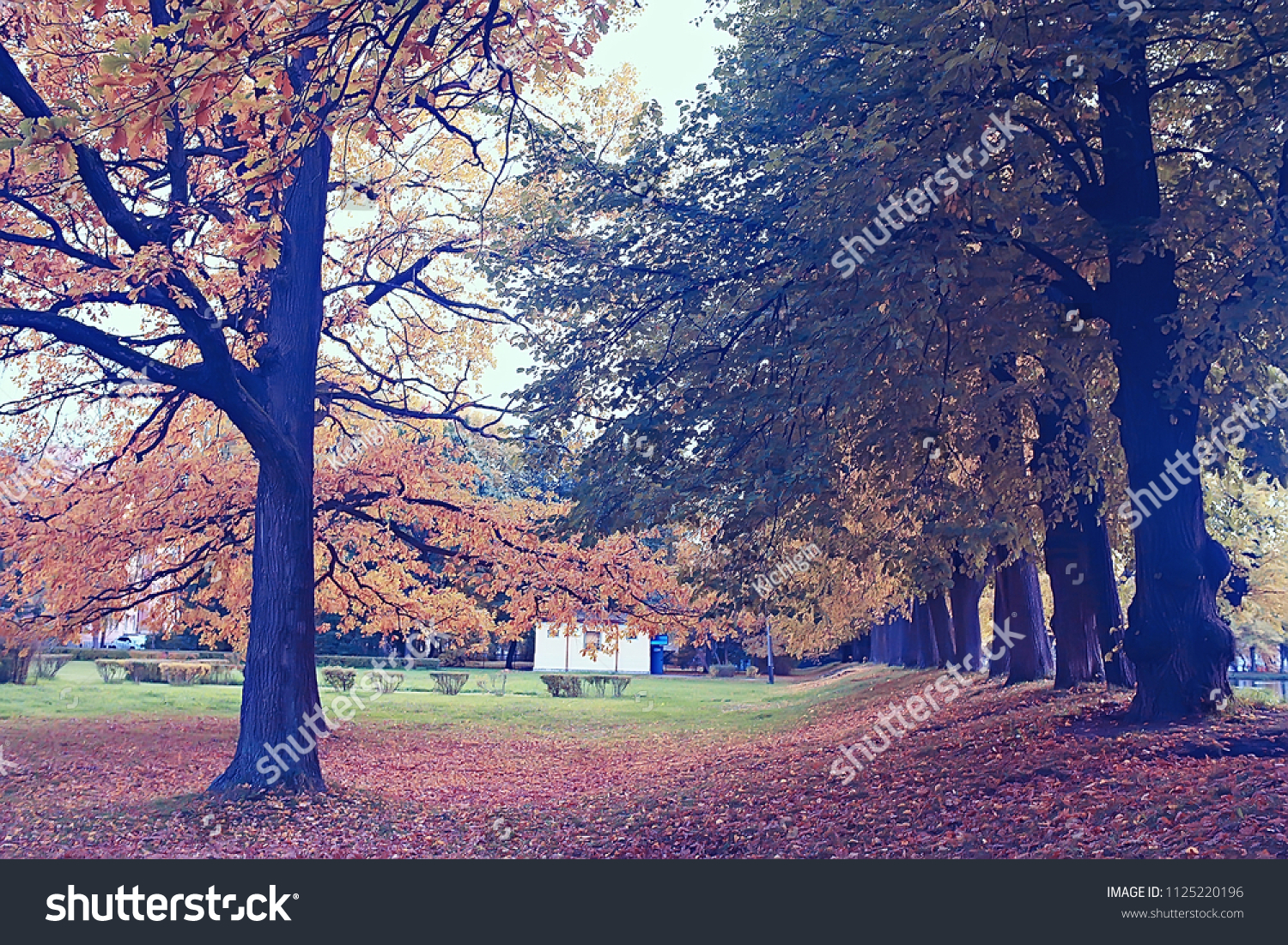 ニュージャージー州ドーバー ハードパークの日本の桜と四季写真素材 Shutterstock