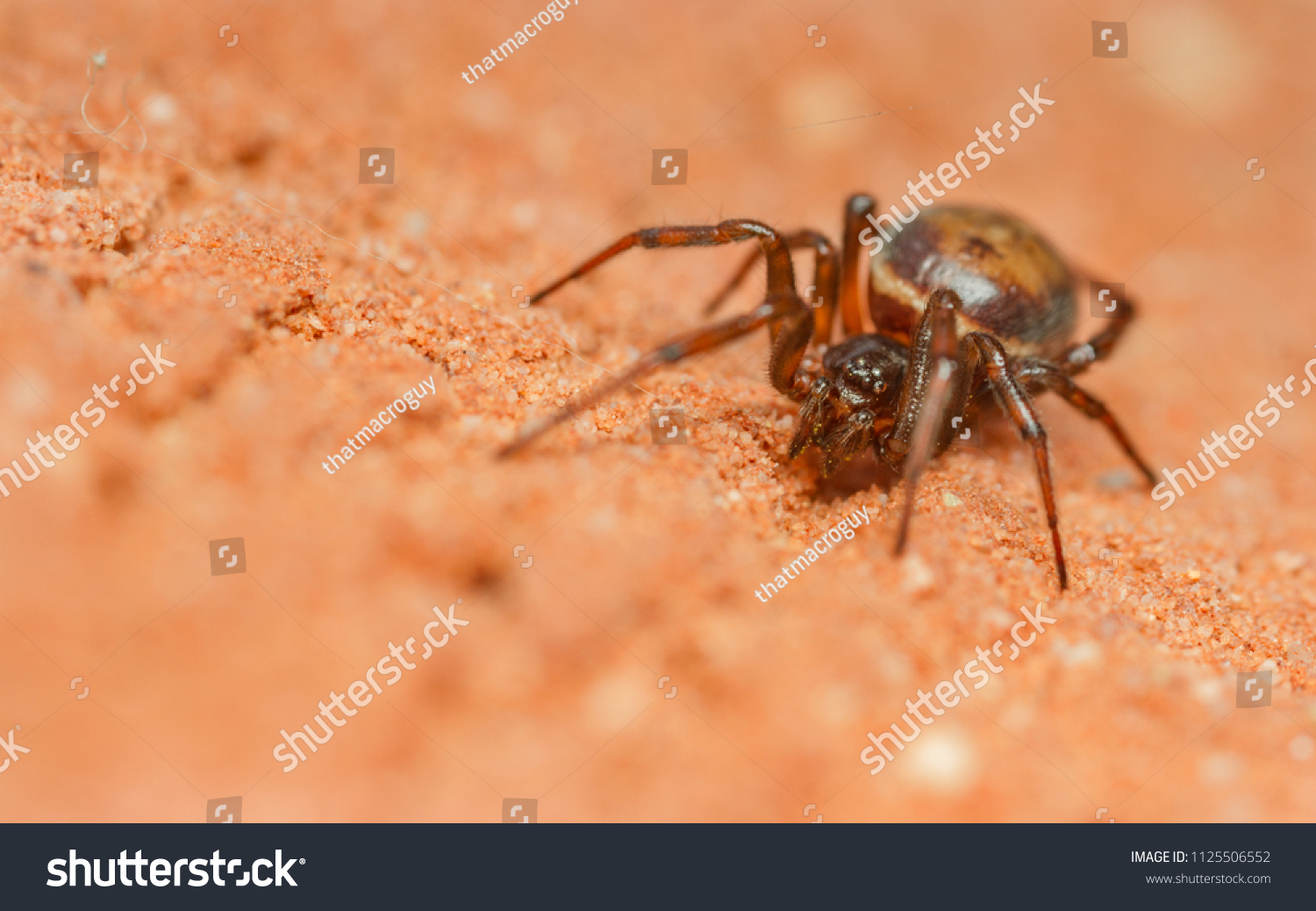 Rabbit Hutch Spider Steatoda Bipunctata Stock Photo 1125506552