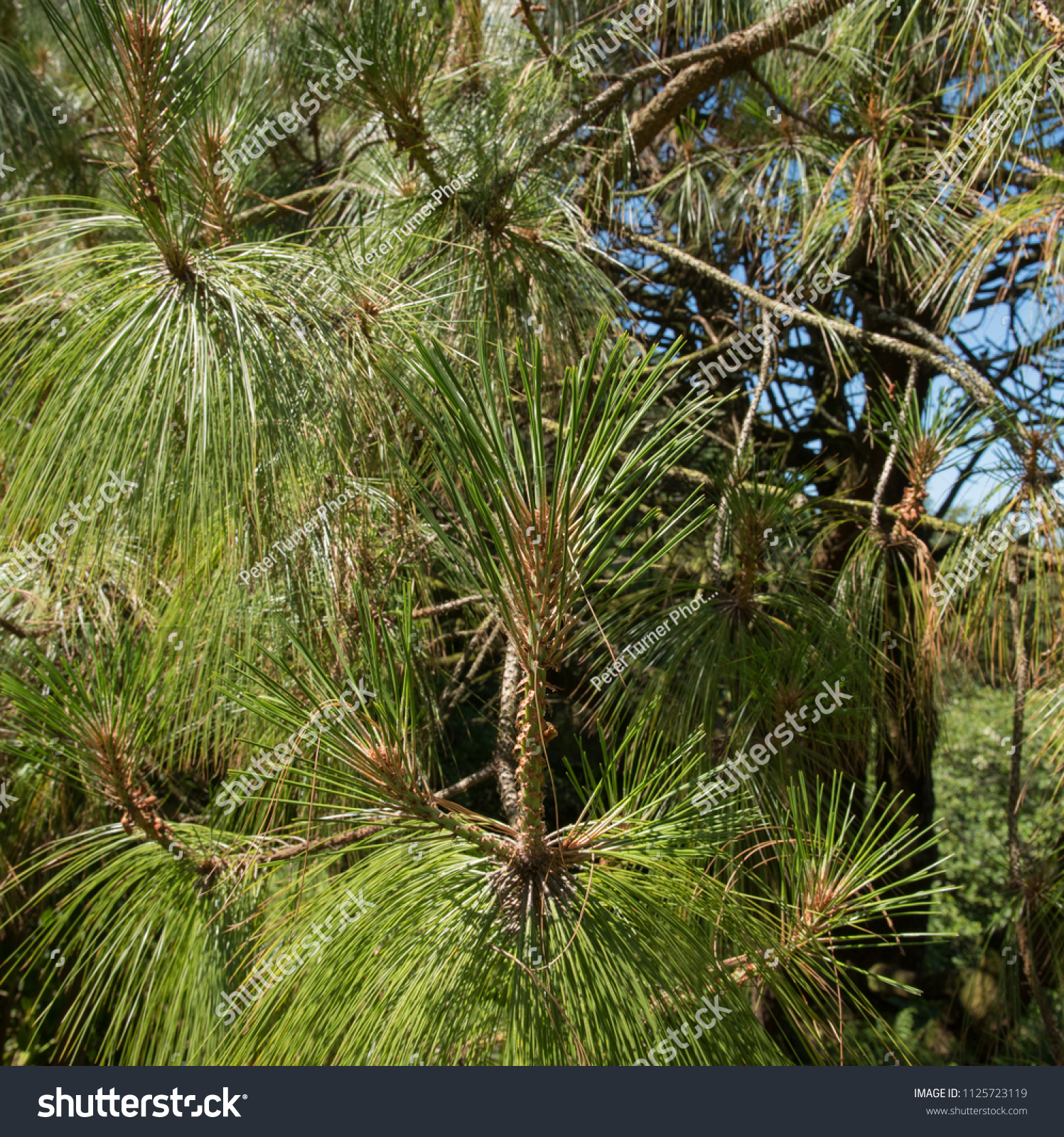 Pinus montezumae