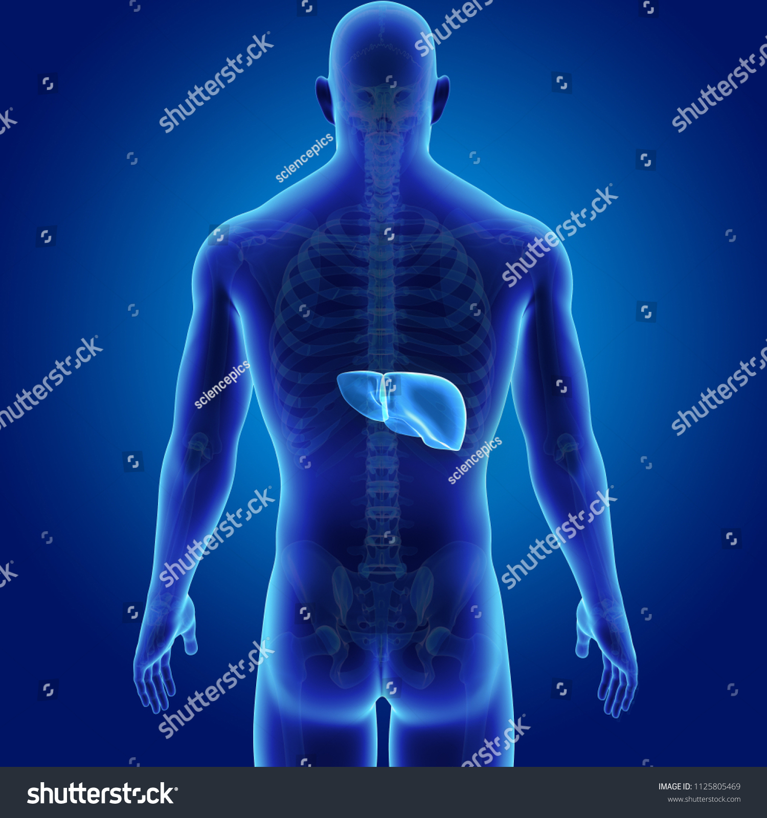 Liver Skeleton Posterior View 3d Illustration Stock Illustration ...