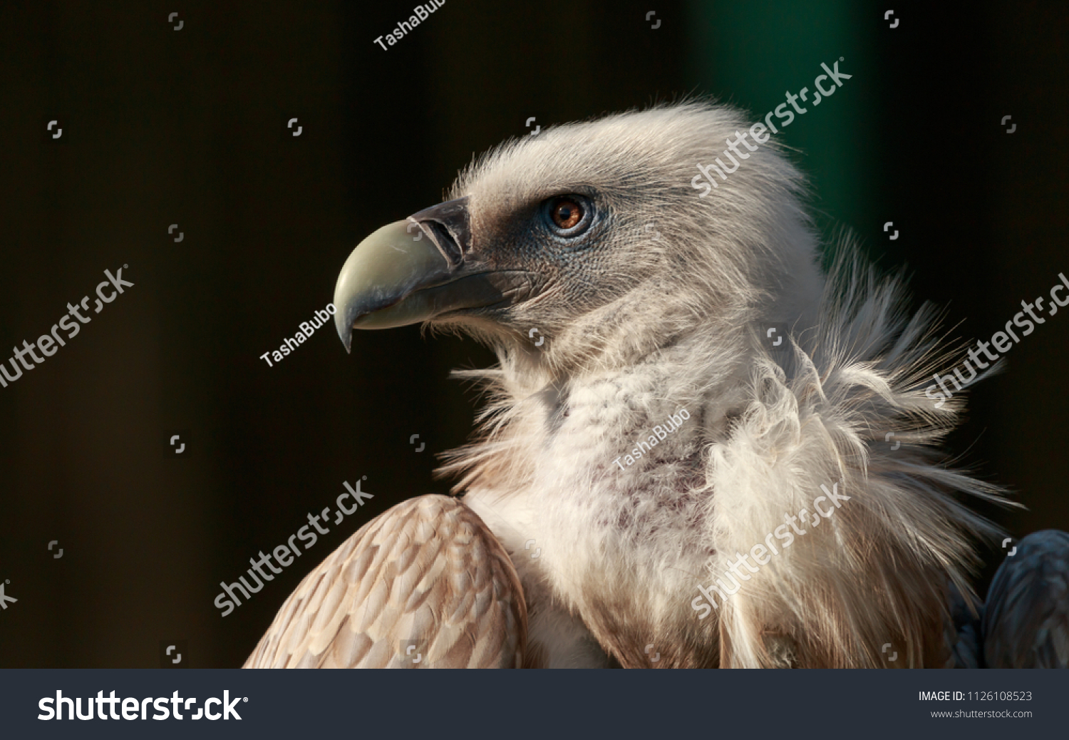 945 Himalayan Vulture Images, Stock Photos & Vectors | Shutterstock