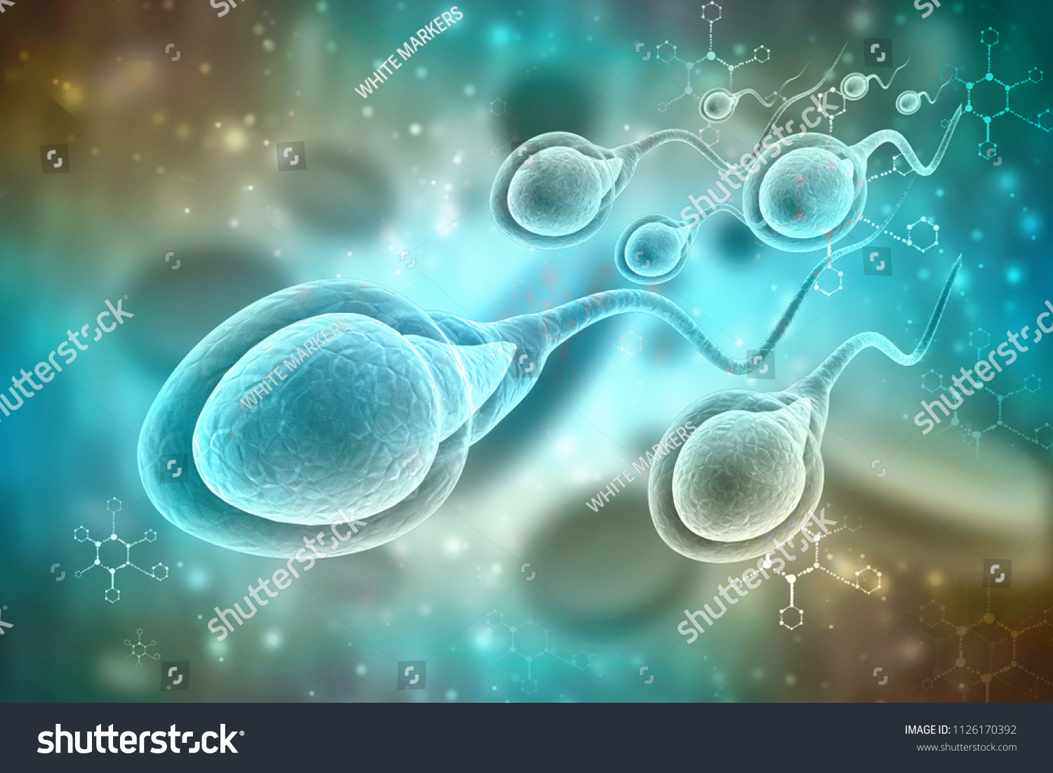 3d Illustration Human Sperm Cell Stock Illustration 1126170392 Shutterstock 5074