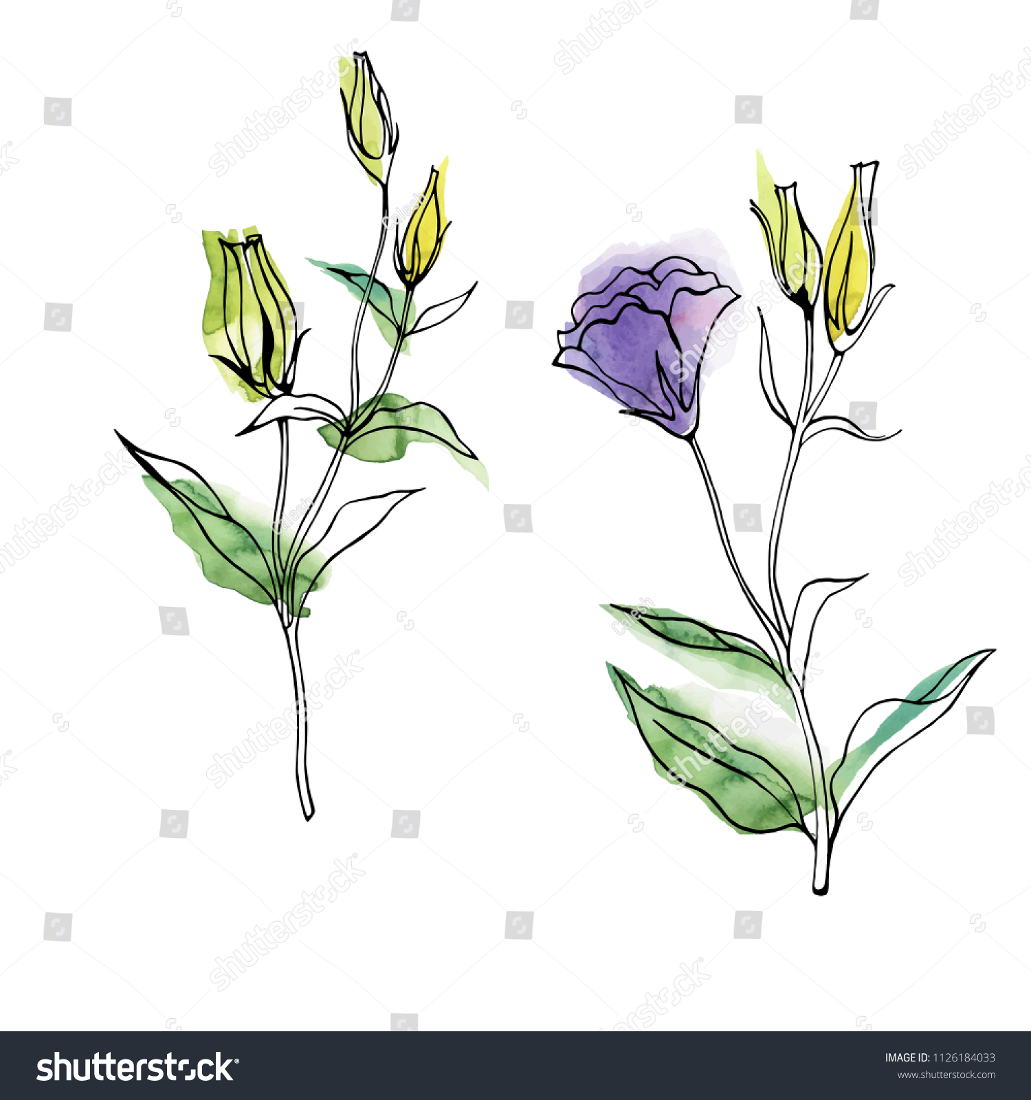 Eustoma Flowers Hand Drawn Line Sketch Stock Vector (Royalty Free ...