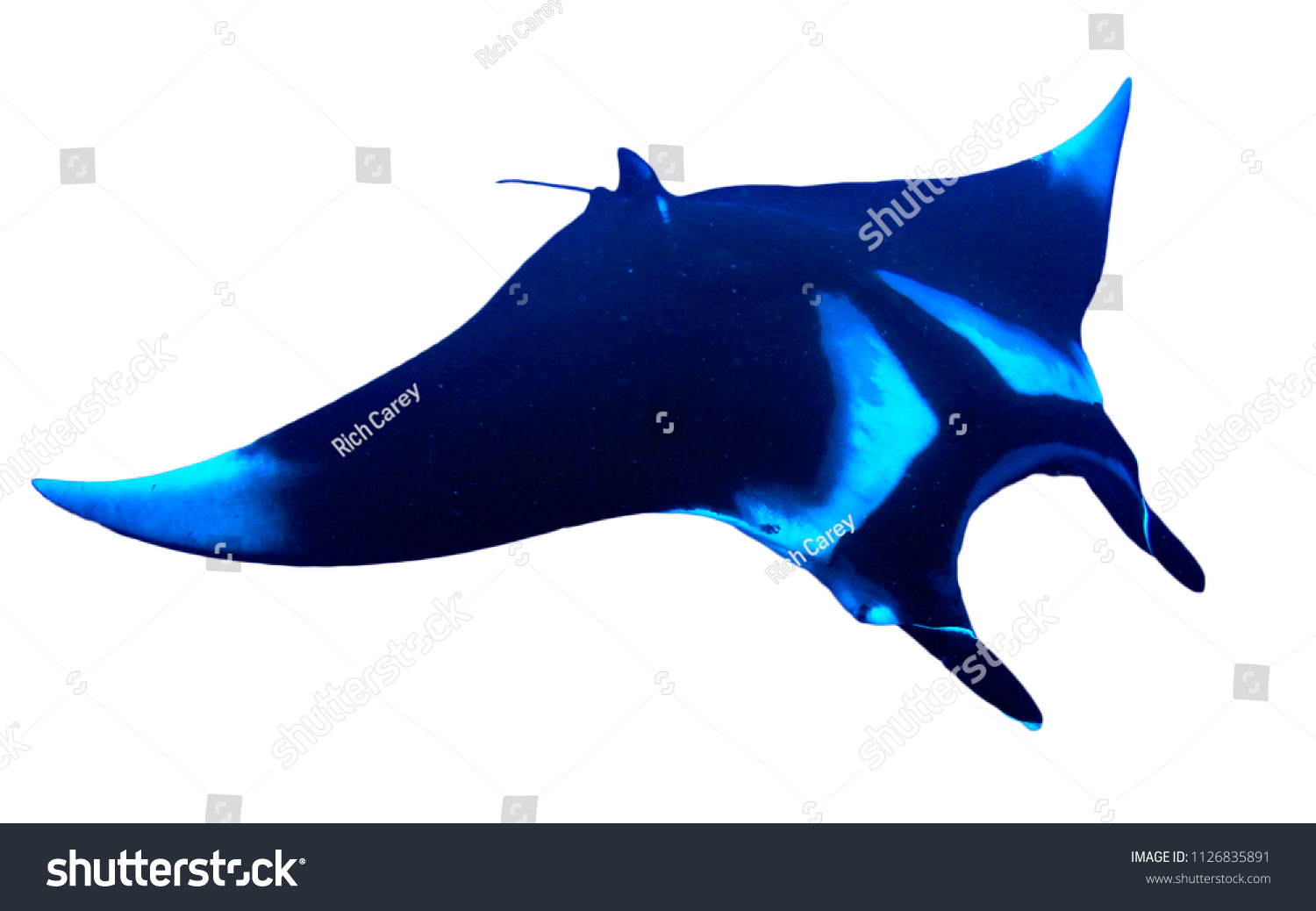 Manta Ray Isolated On White Background Stock Photo 1126835891 ...