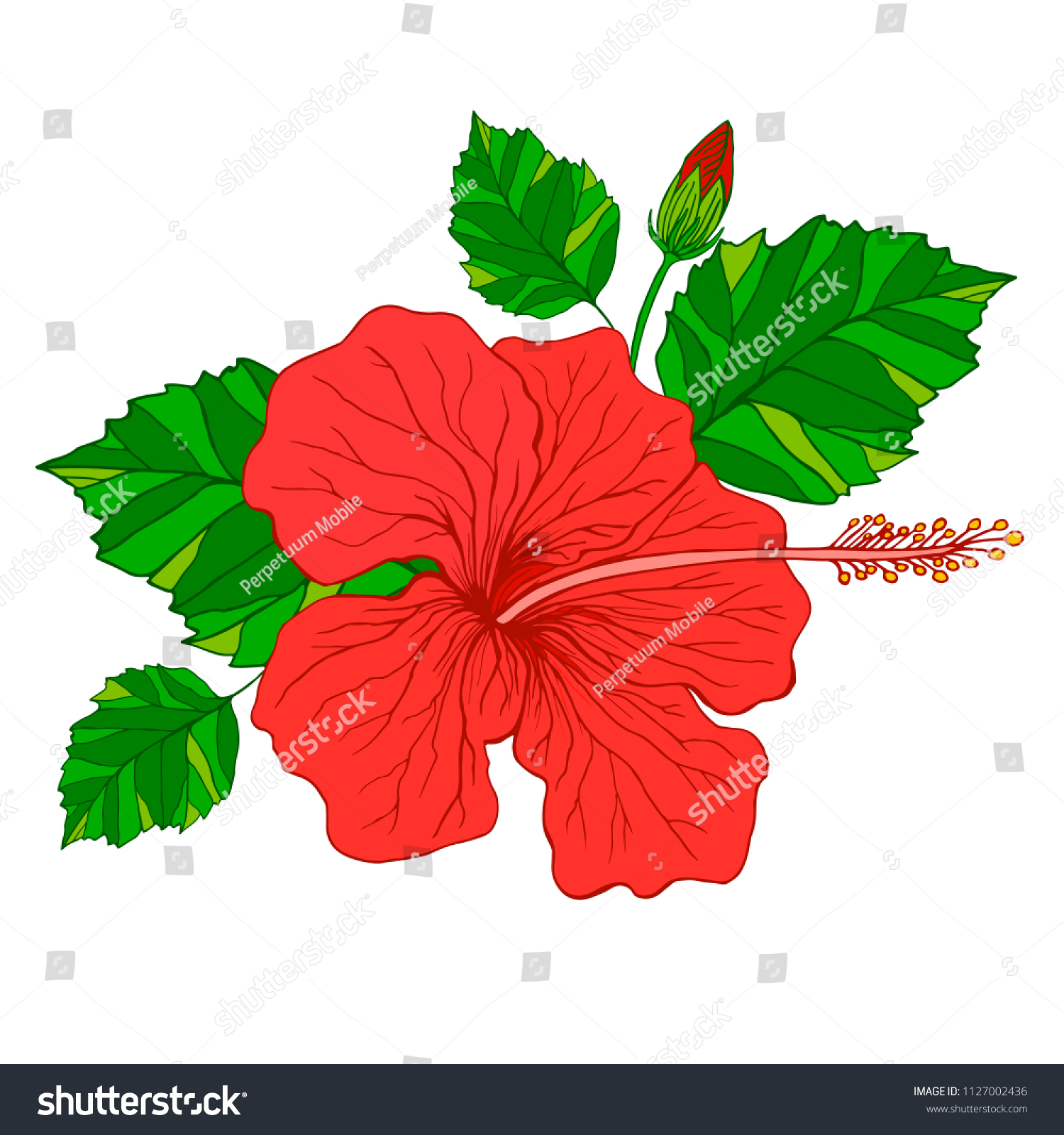 Tropical Flower Hibiscus Red Color Isolated Stock Illustration ...