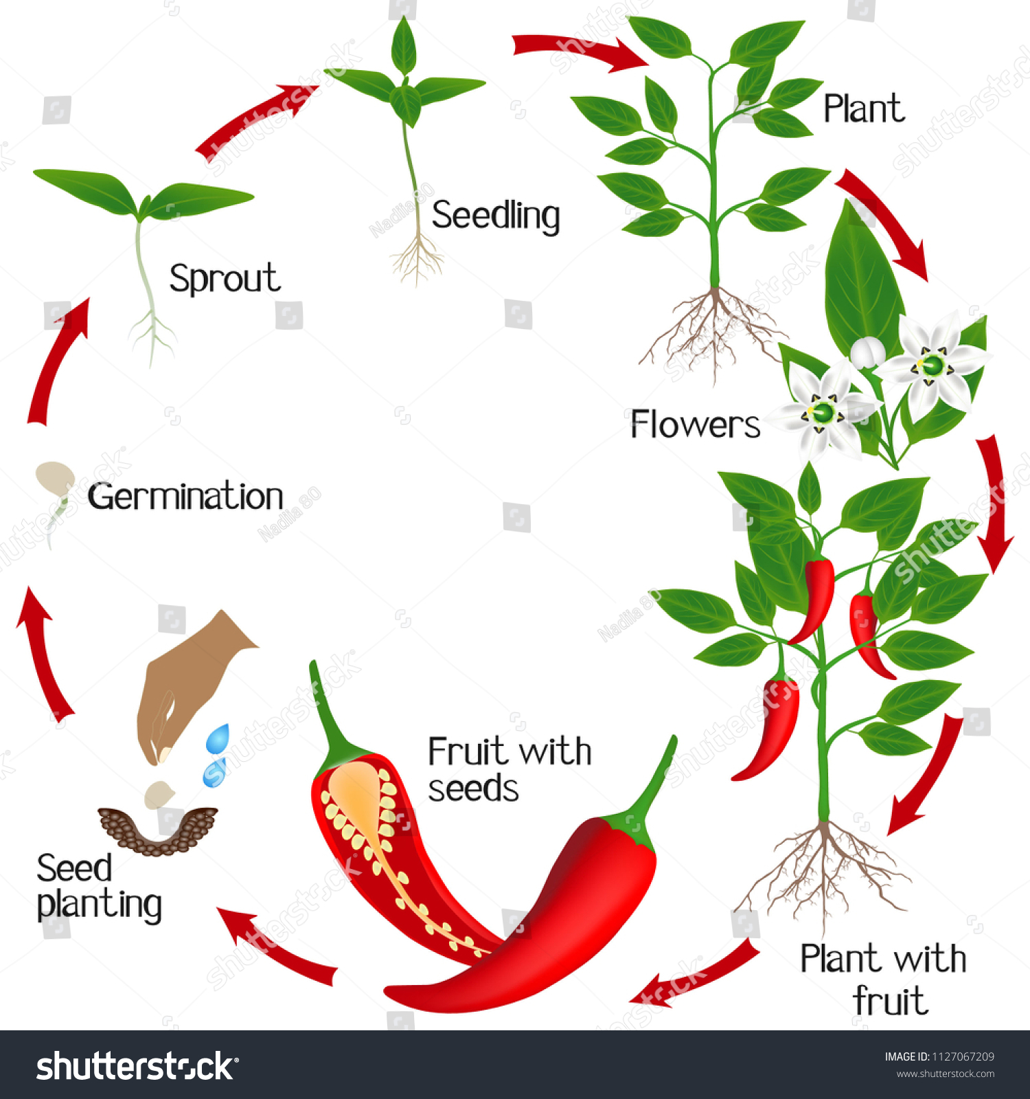 Строение растения перца
