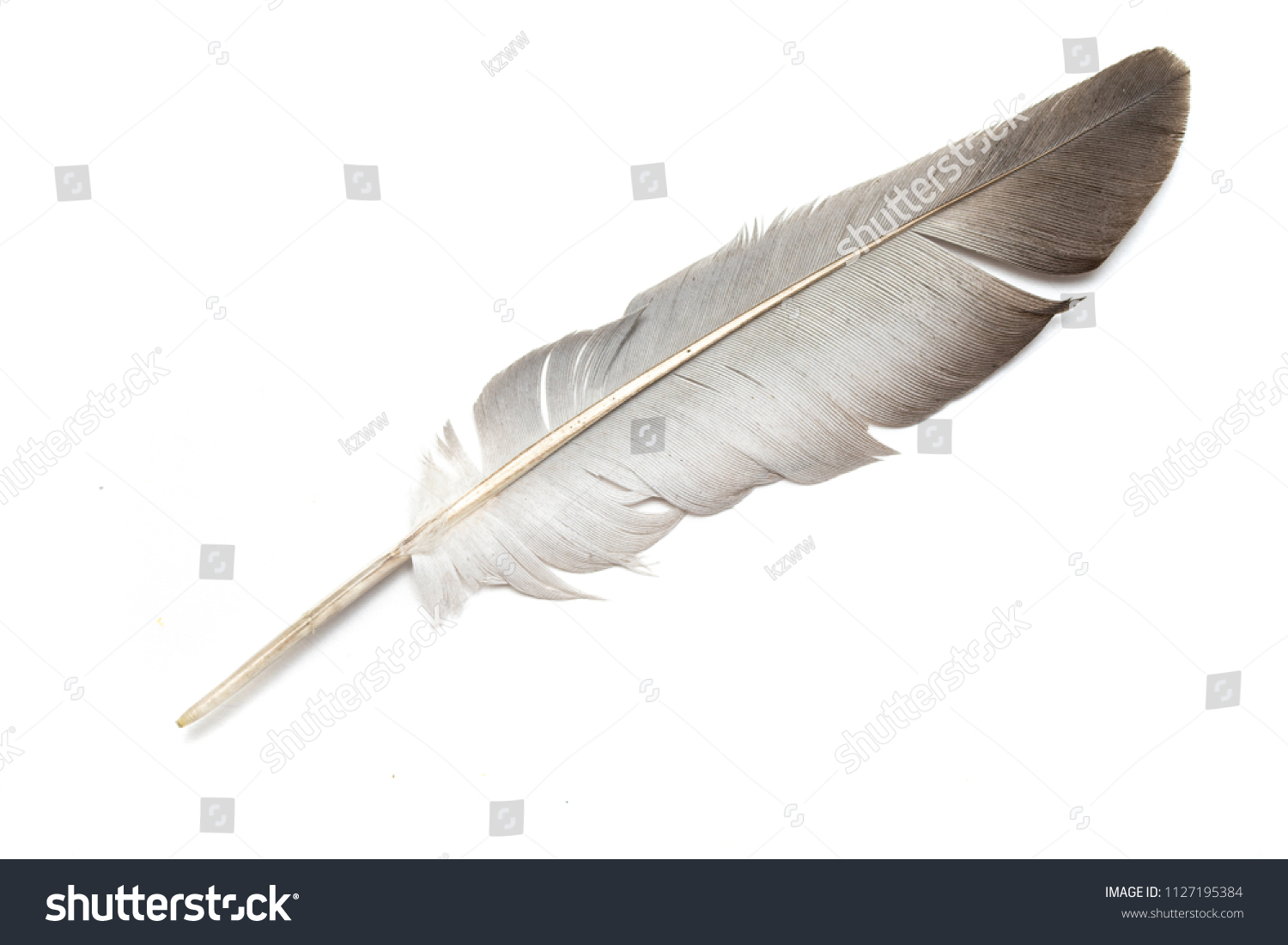 Gray Pigeon Feather On White Background Stock Photo 1127195384 ...