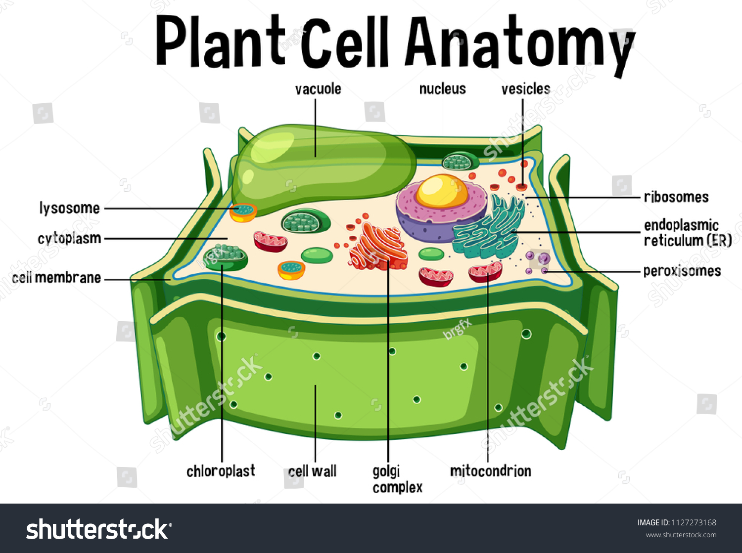 Plant Cell Anatomy Diagram Illustration Stock Vector (Royalty Free ...