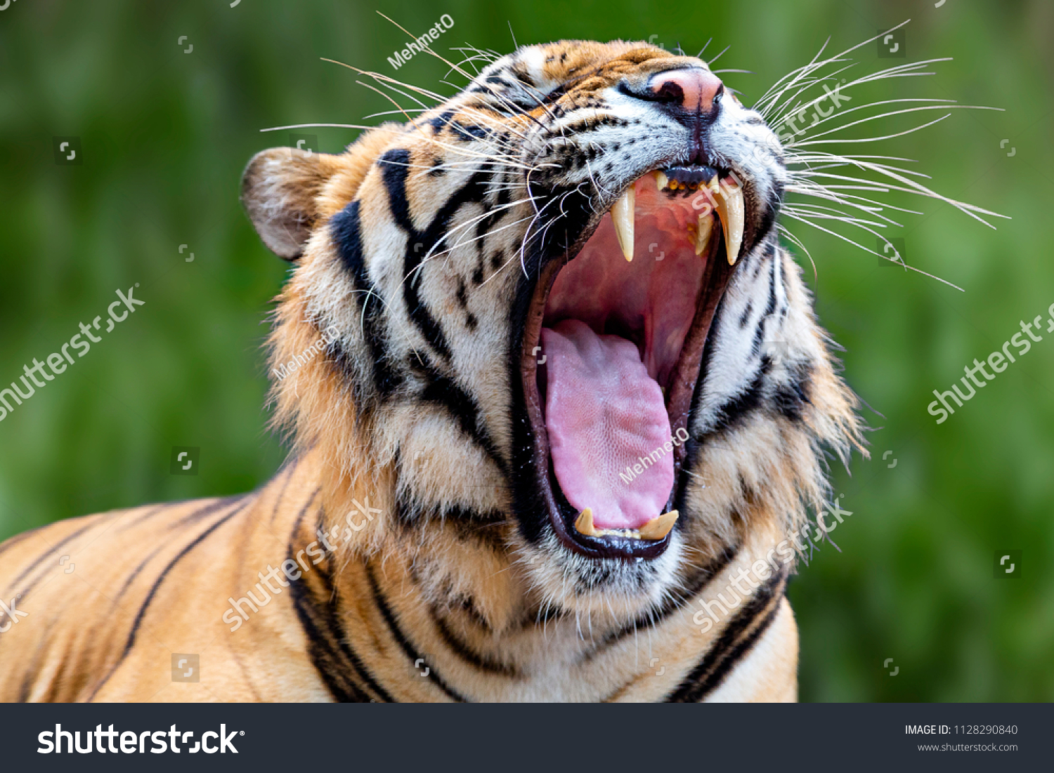 Adult Indochinese Tiger Mouth Wide Open Stock Photo 1128290840 ...