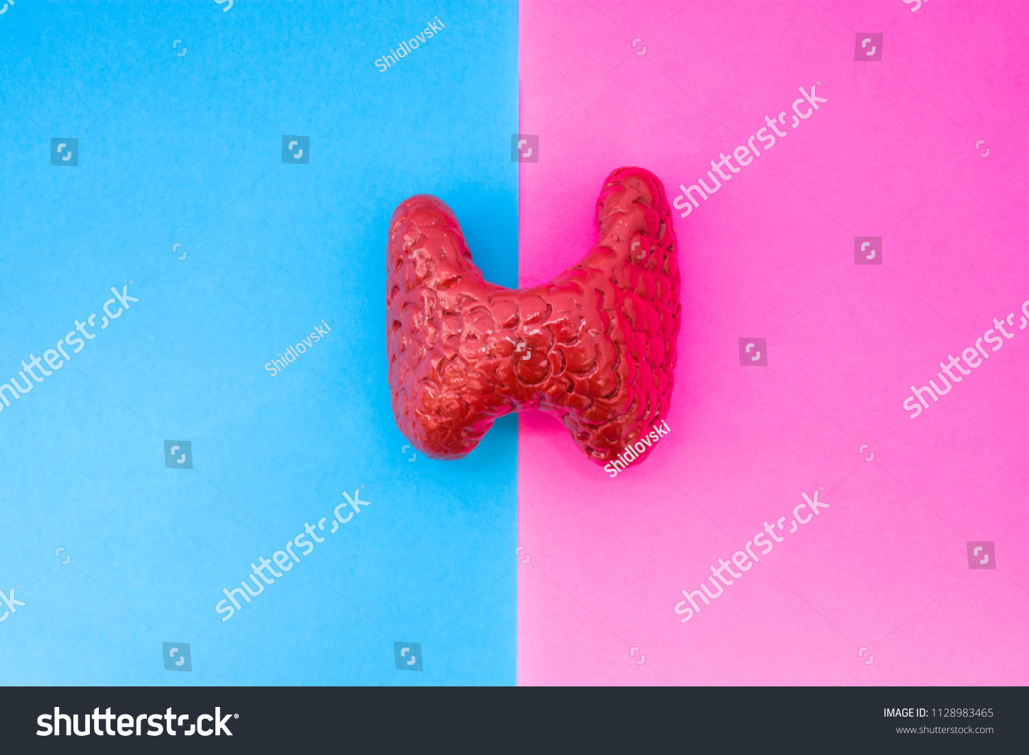 Anatomical Shape Thyroid Gland Located Middle Stock Photo 1128983465 ...